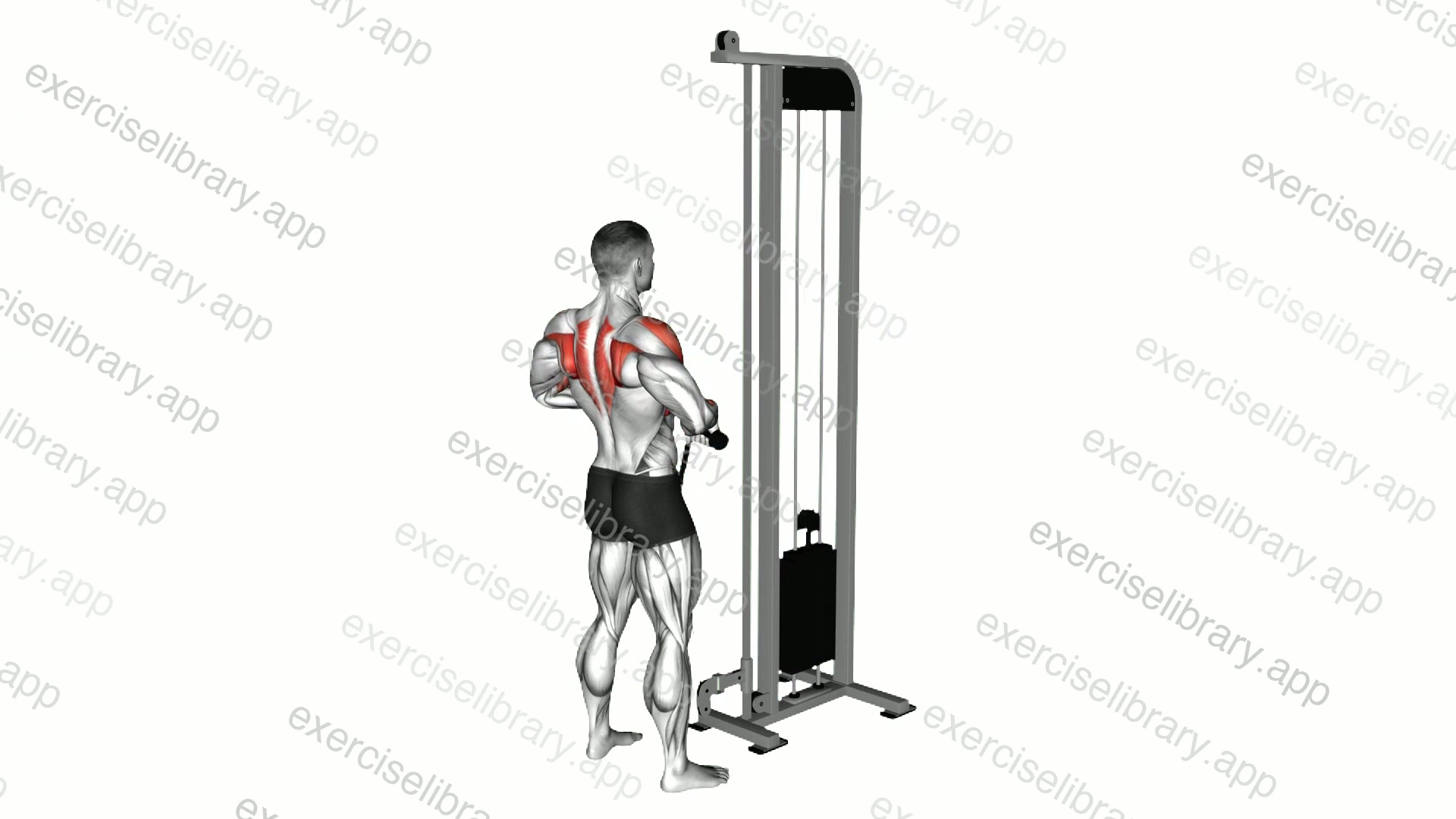 Cable High Pull with Rope Attachment demonstration