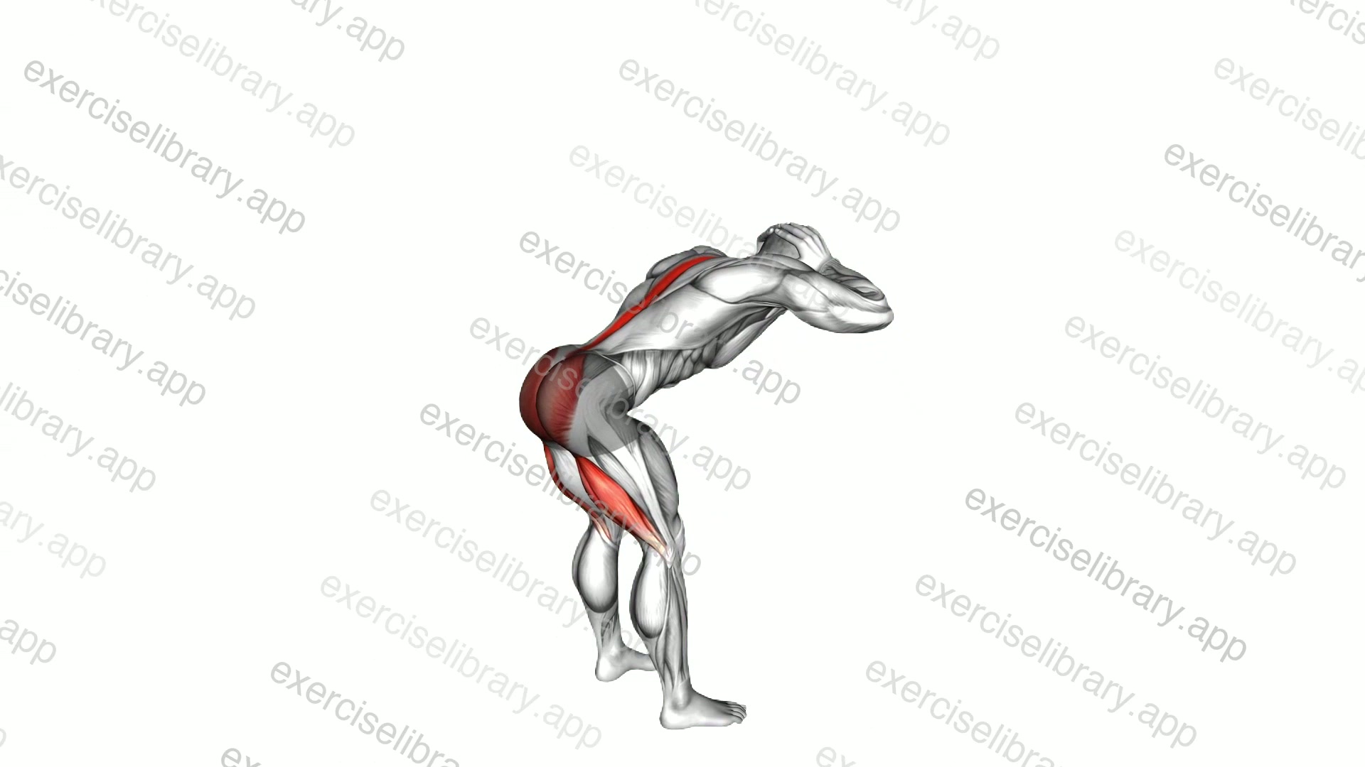 Bodyweight Standing Romanian Deadlift demonstration