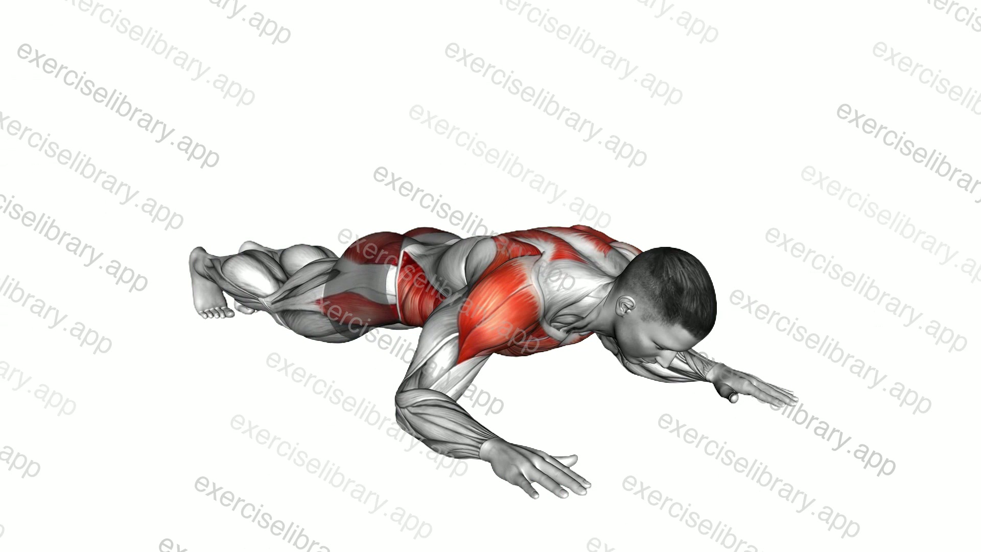 Wide Front Elbow Plank demonstration