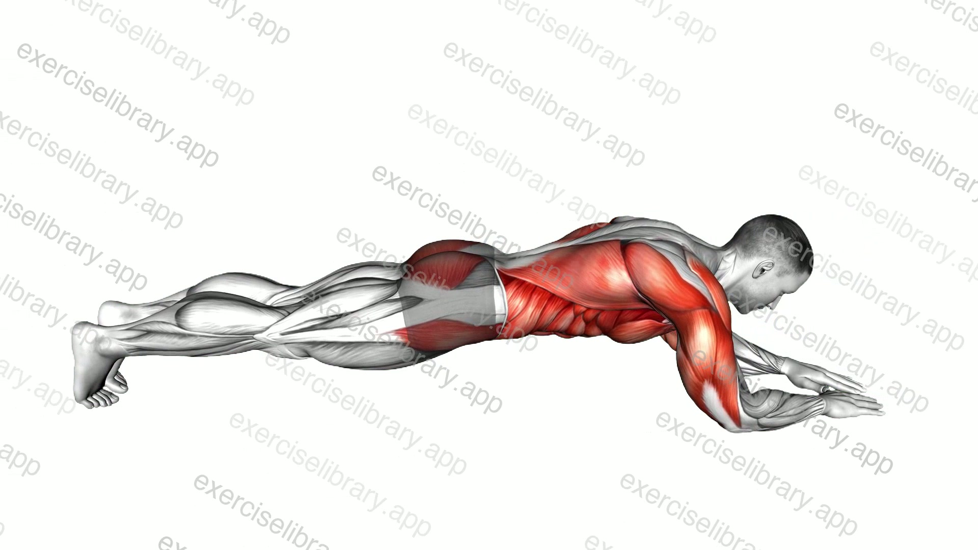 Forward Arms Plank demonstration