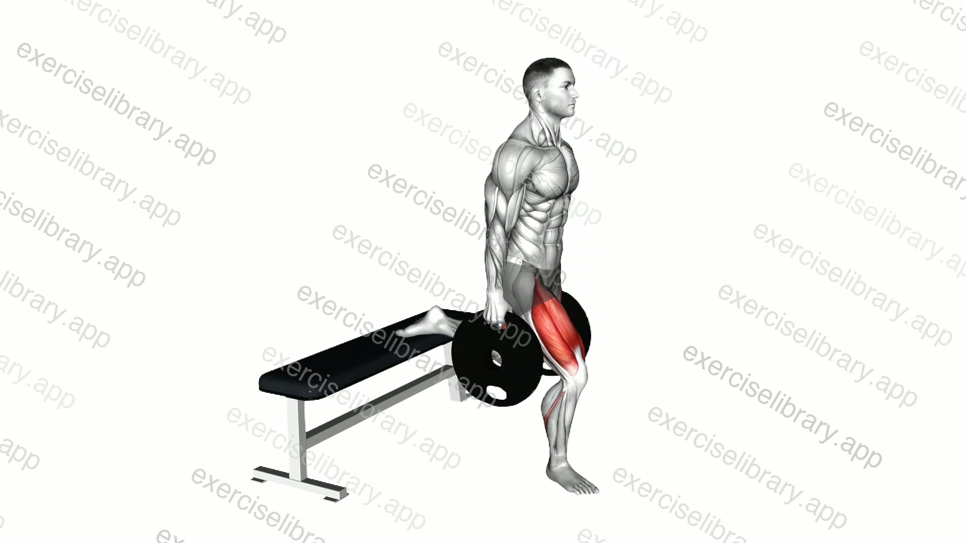 Weighted Plates Bulgarian Split Squat demonstration