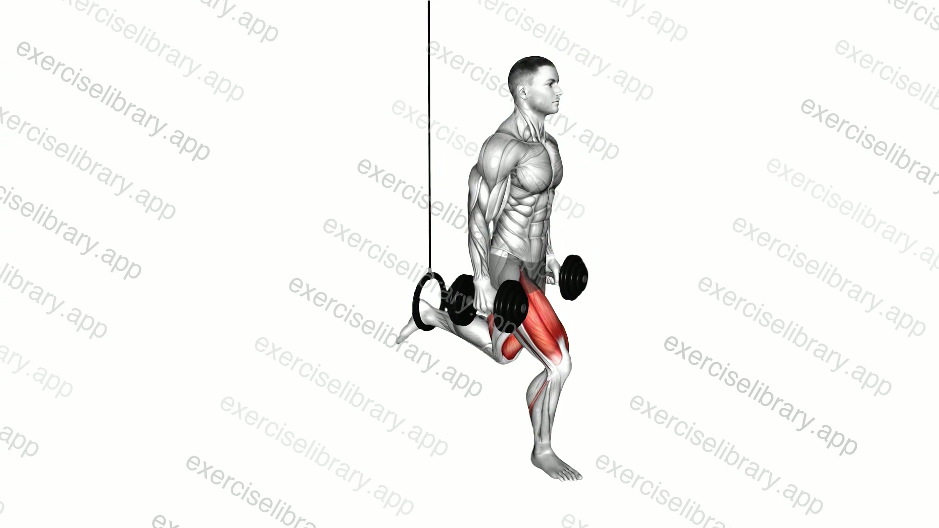 Dumbbell Single Leg Split Squat with the Ring demonstration