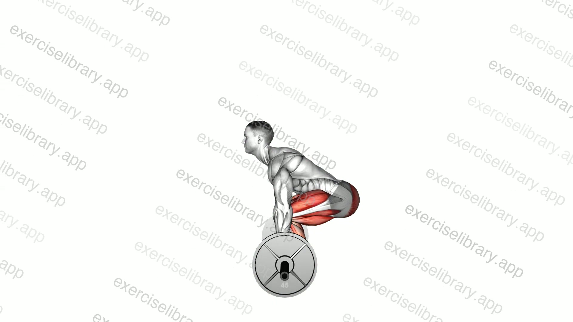 Barbell Deadlift demonstration