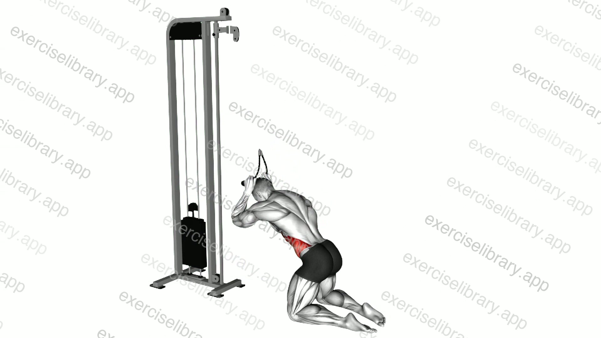 Cable Kneeling Side Crunch demonstration