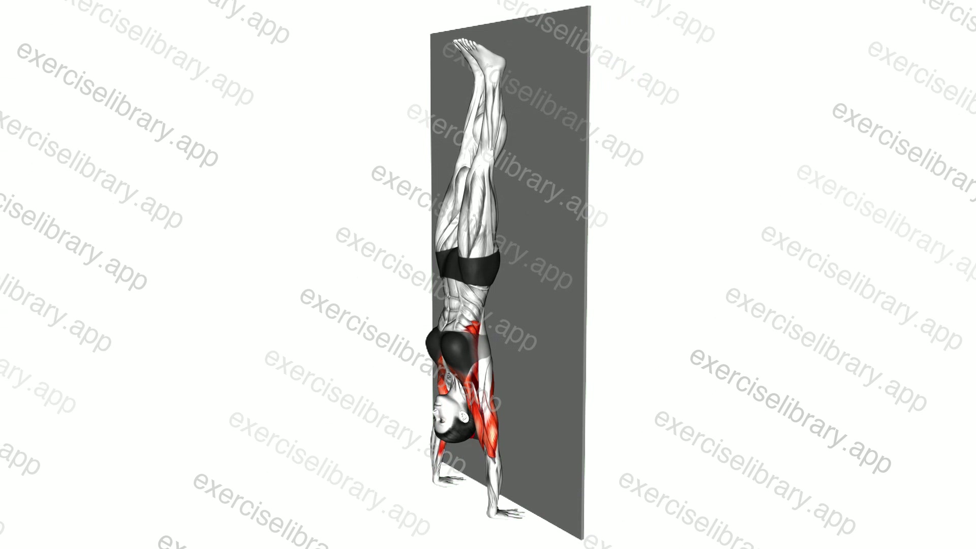 Handstand Hold on Wall demonstration