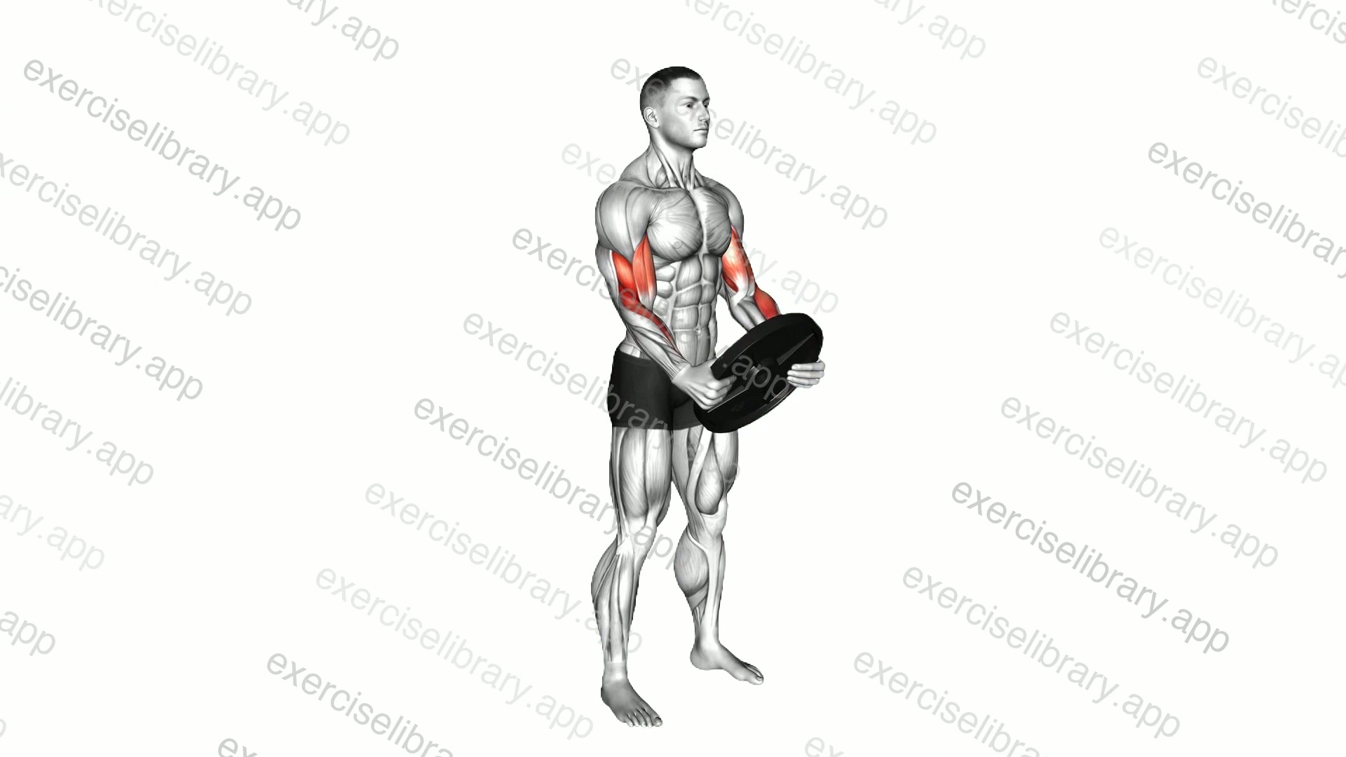 Weighted Plate Standing Biceps Curl demonstration