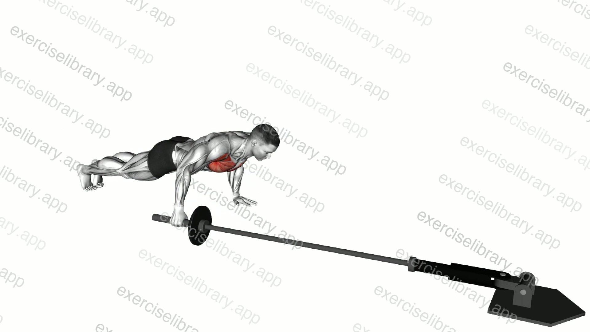 Landmine Push-up demonstration