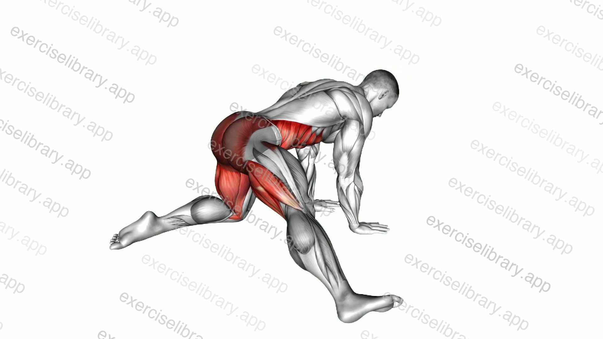 Kneeling Adductor Backward Stretch demonstration