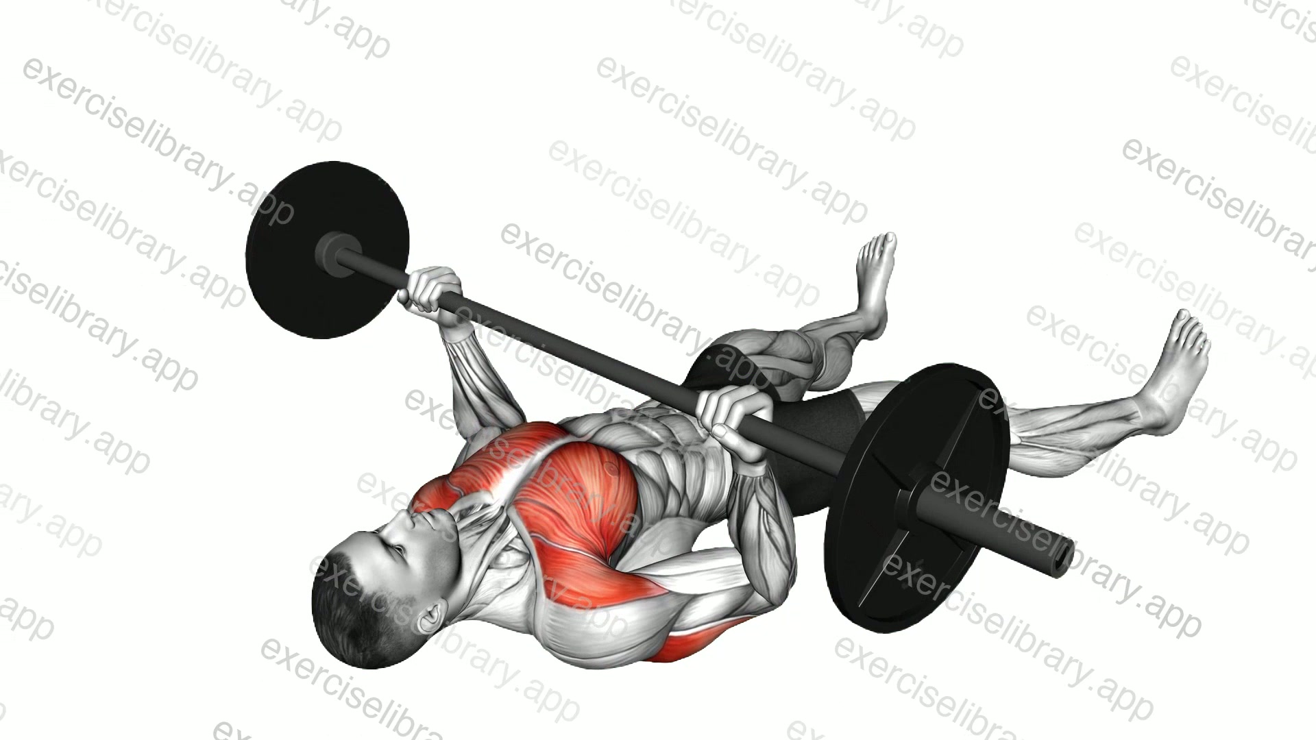Barbell Reverse Grip Bench Press on Floor demonstration