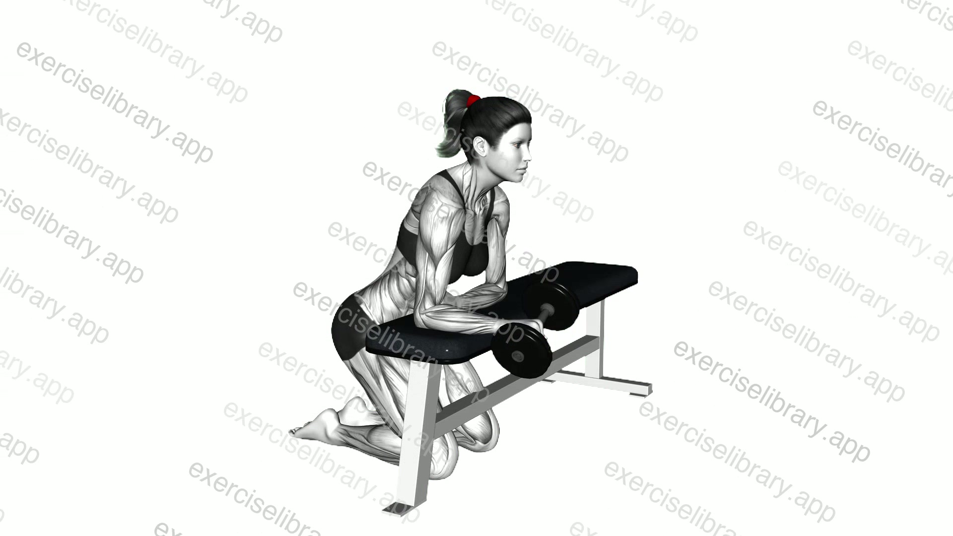 Dumbbell Over the Bench Supination demonstration