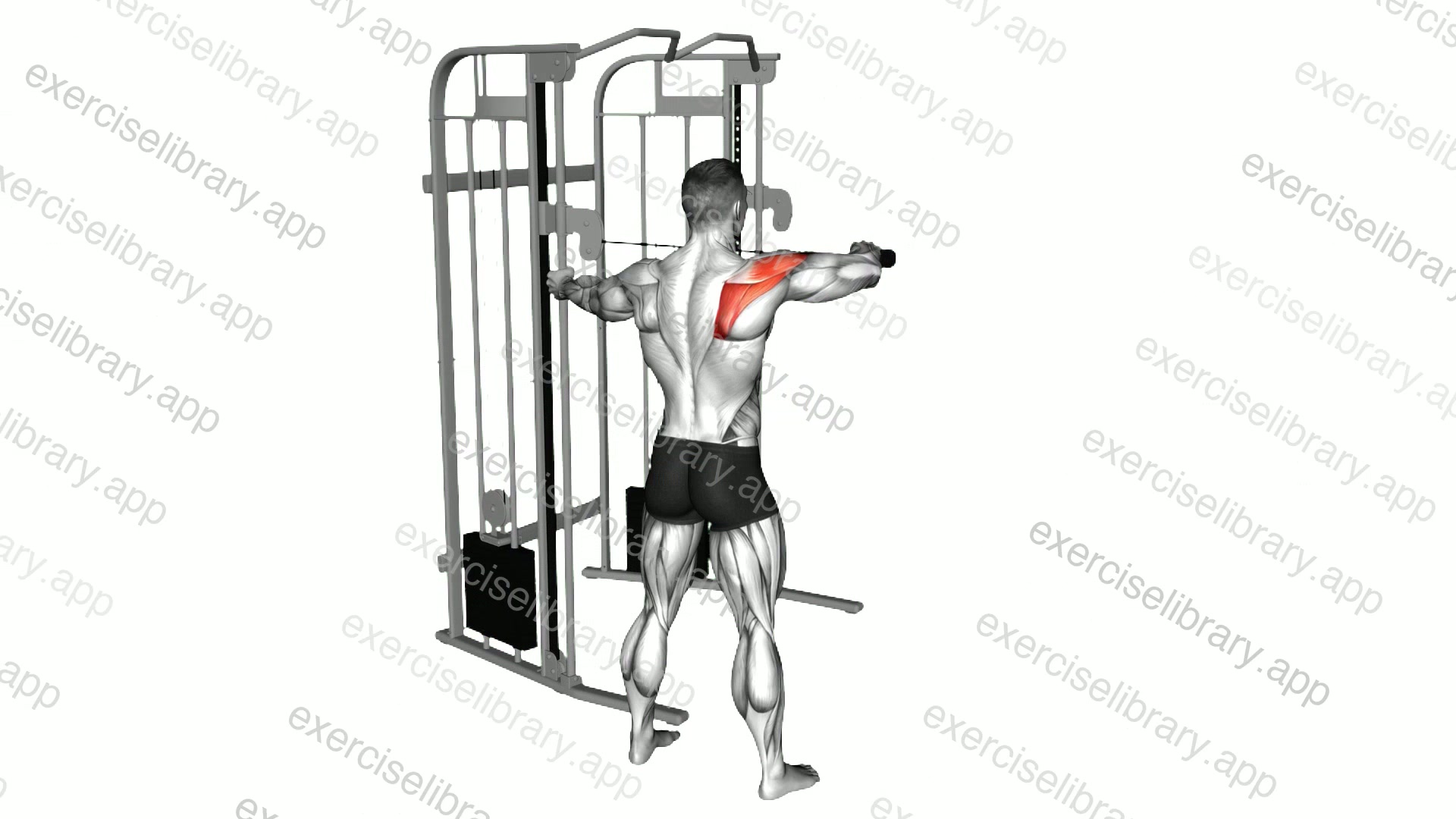 Cable Standing Single Delt Row demonstration
