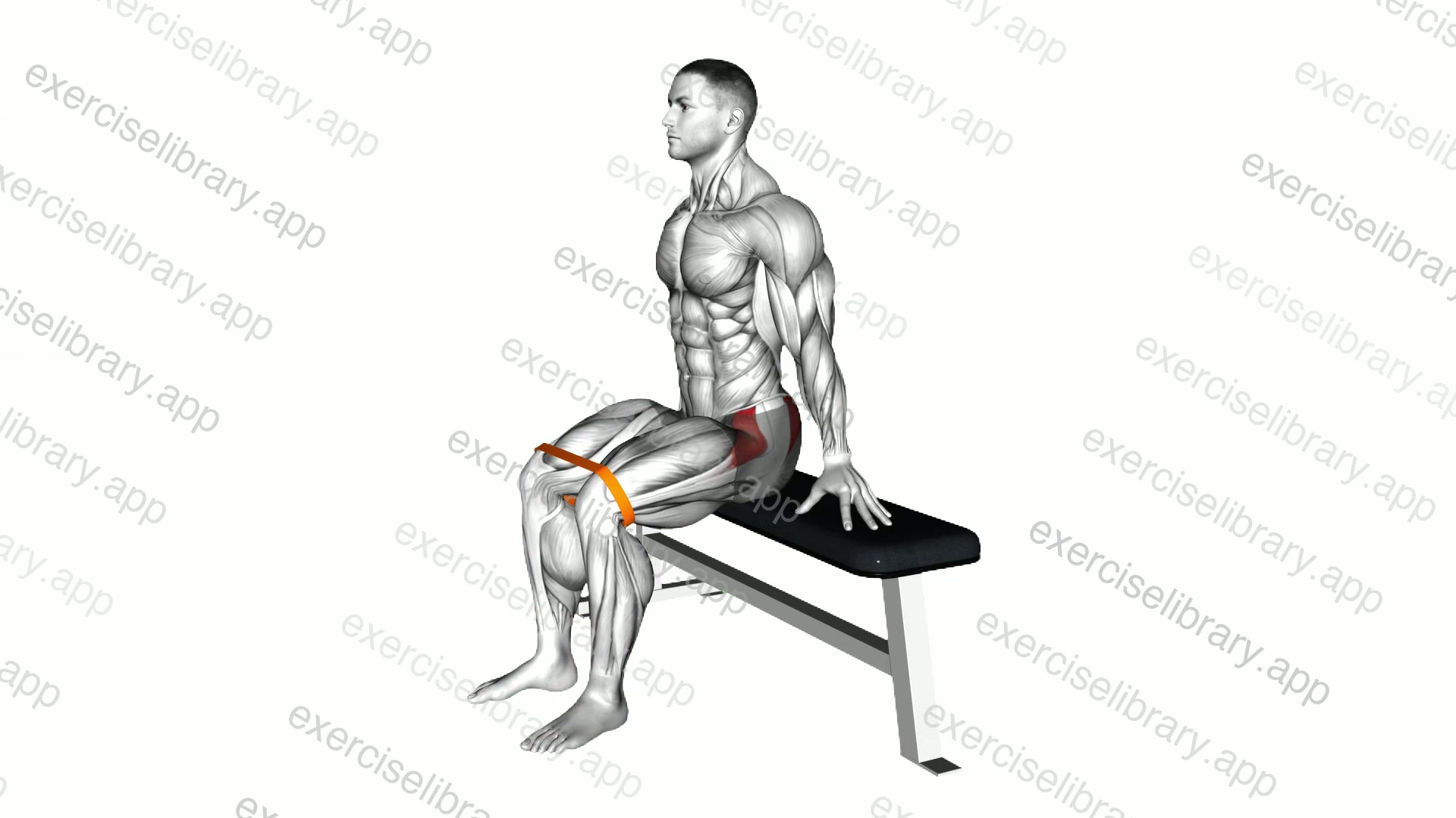 Resistance Band Seated Hip Abduction demonstration