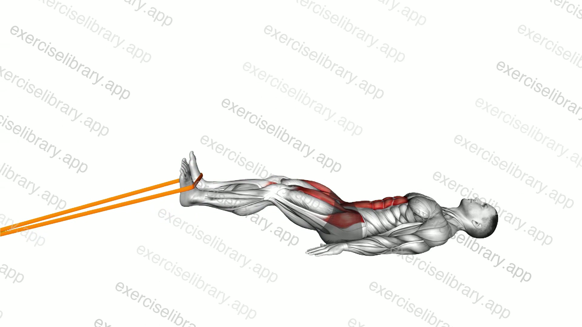 Resistance Band Lying Bent Knee Raise demonstration