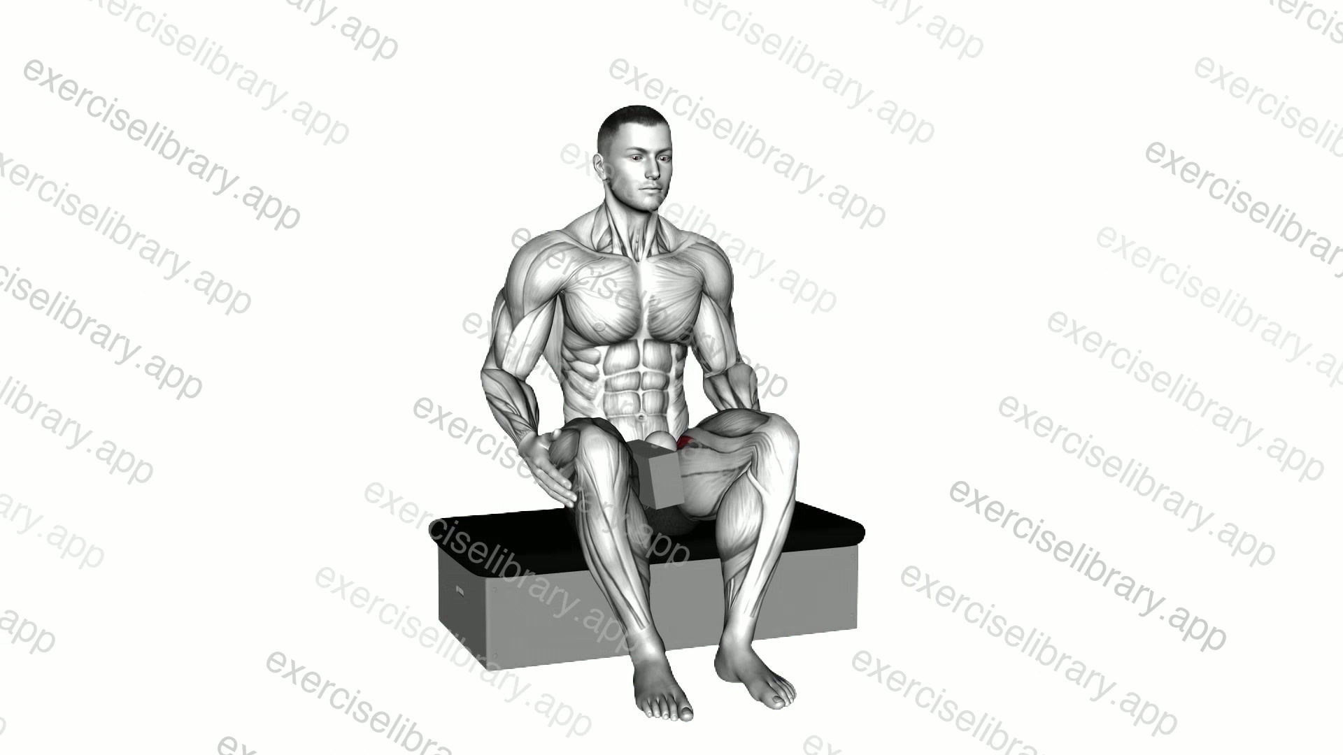 Roll Ball Seated Pectineus Activation demonstration