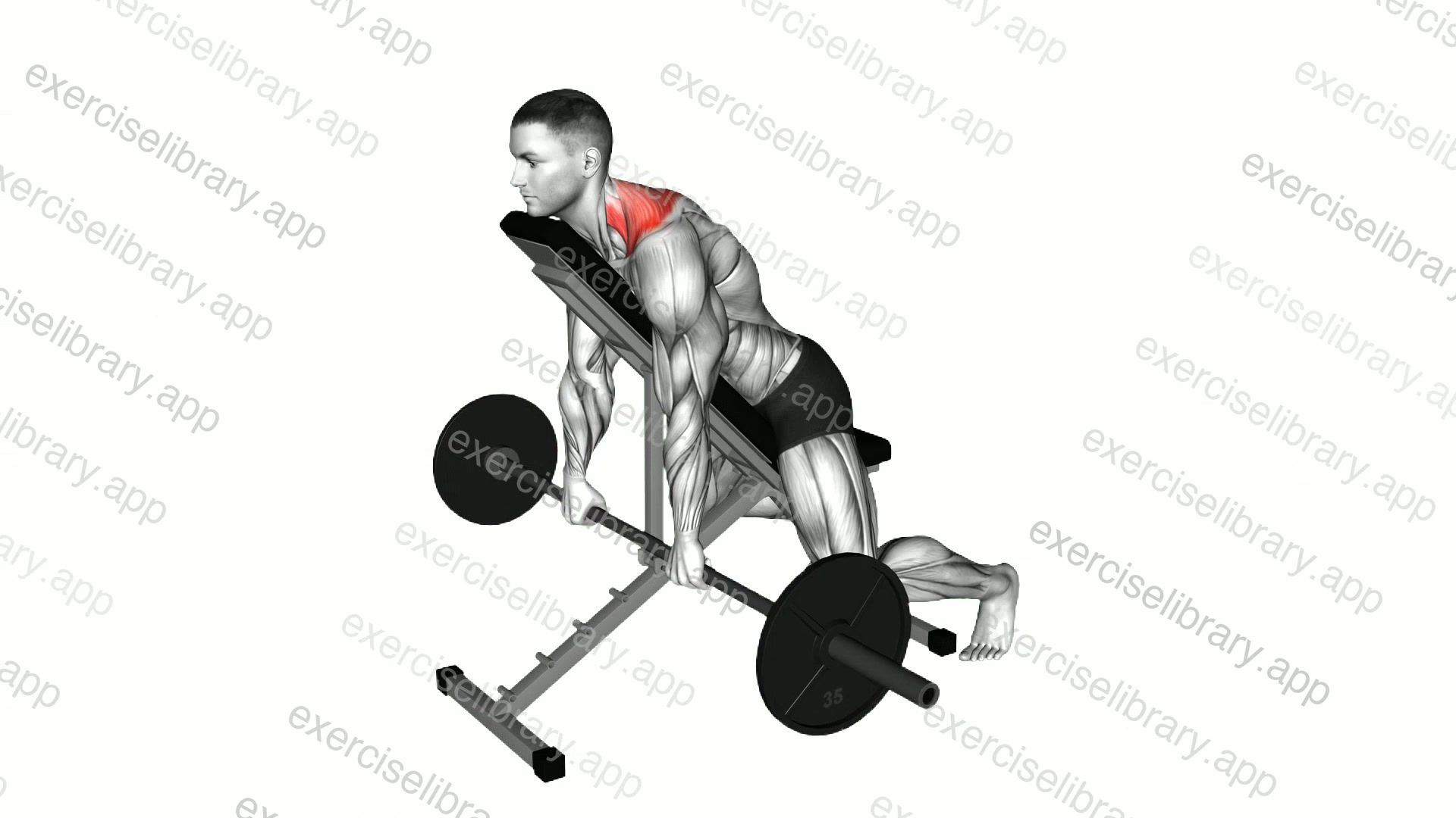 Barbell Decline Shrug demonstration