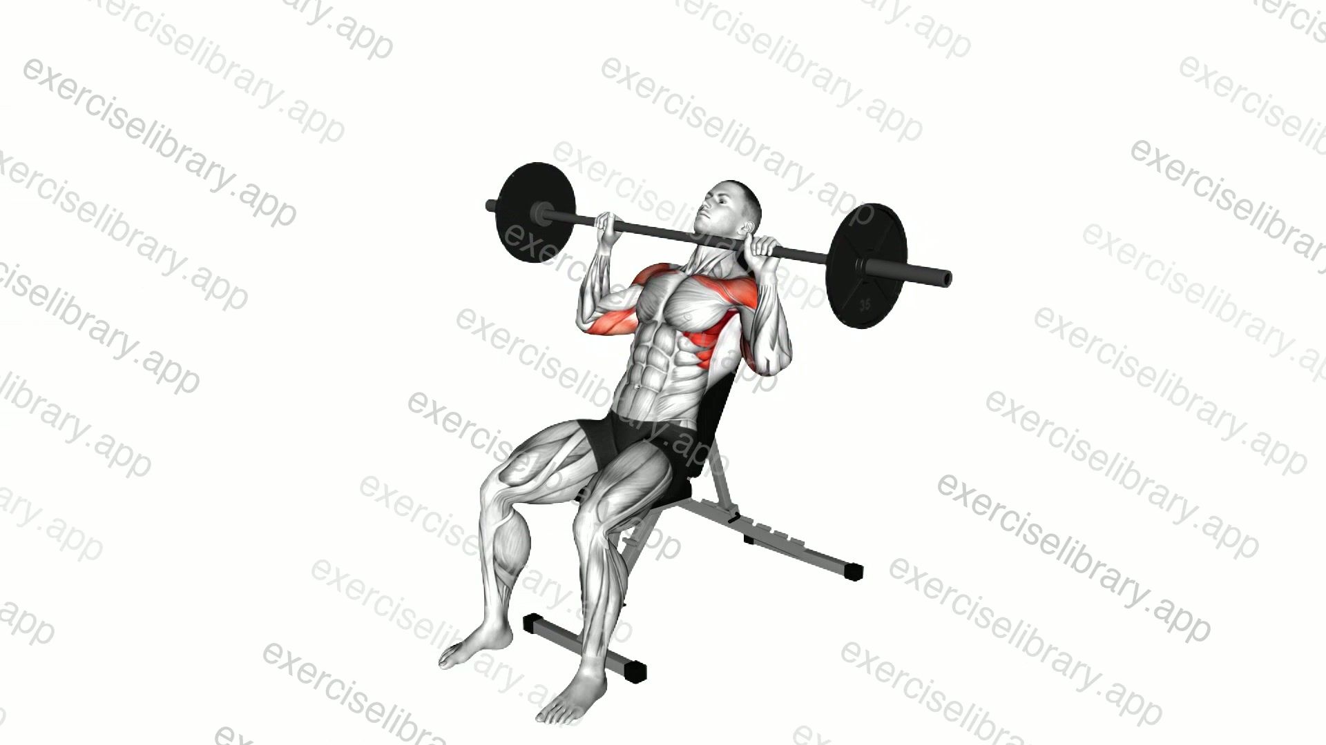 Barbell Incline Shoulders Press demonstration