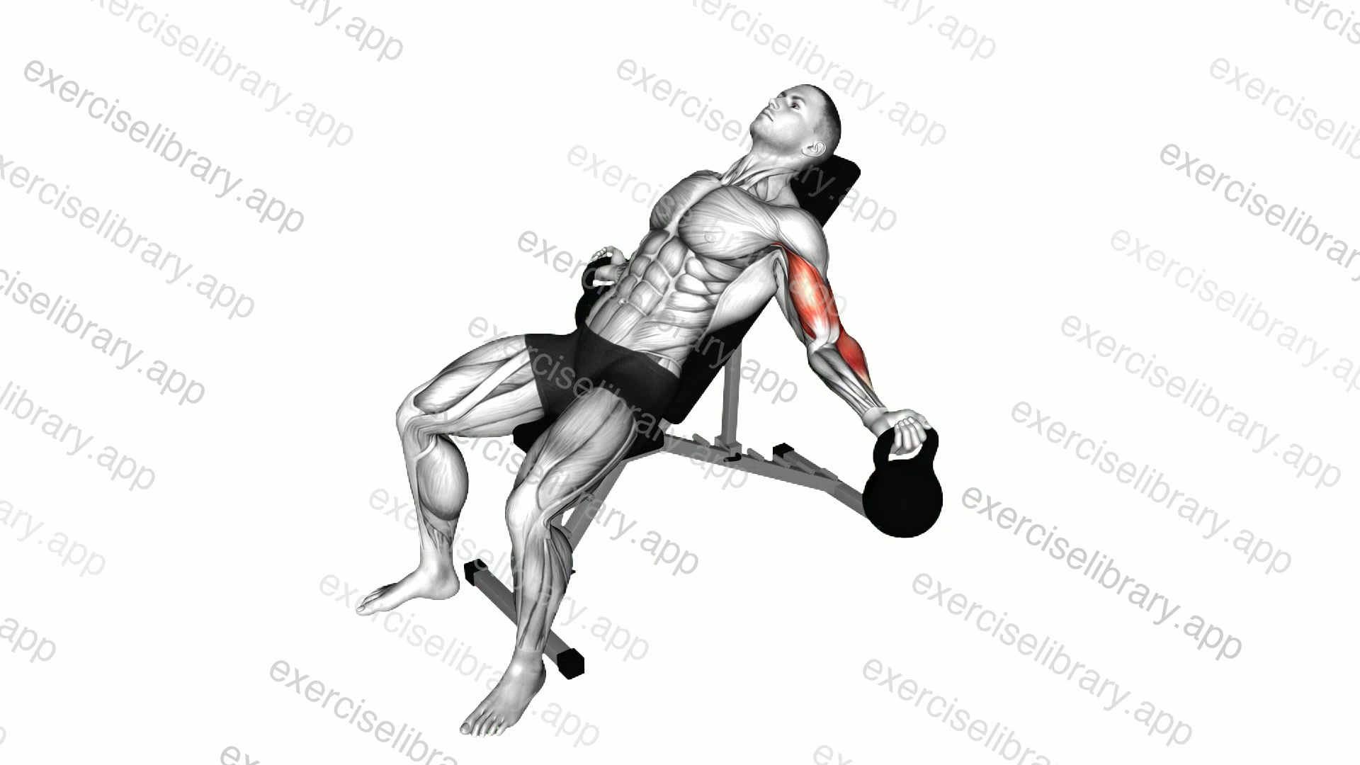 Kettlebell Incline Inner Biceps Curl demonstration