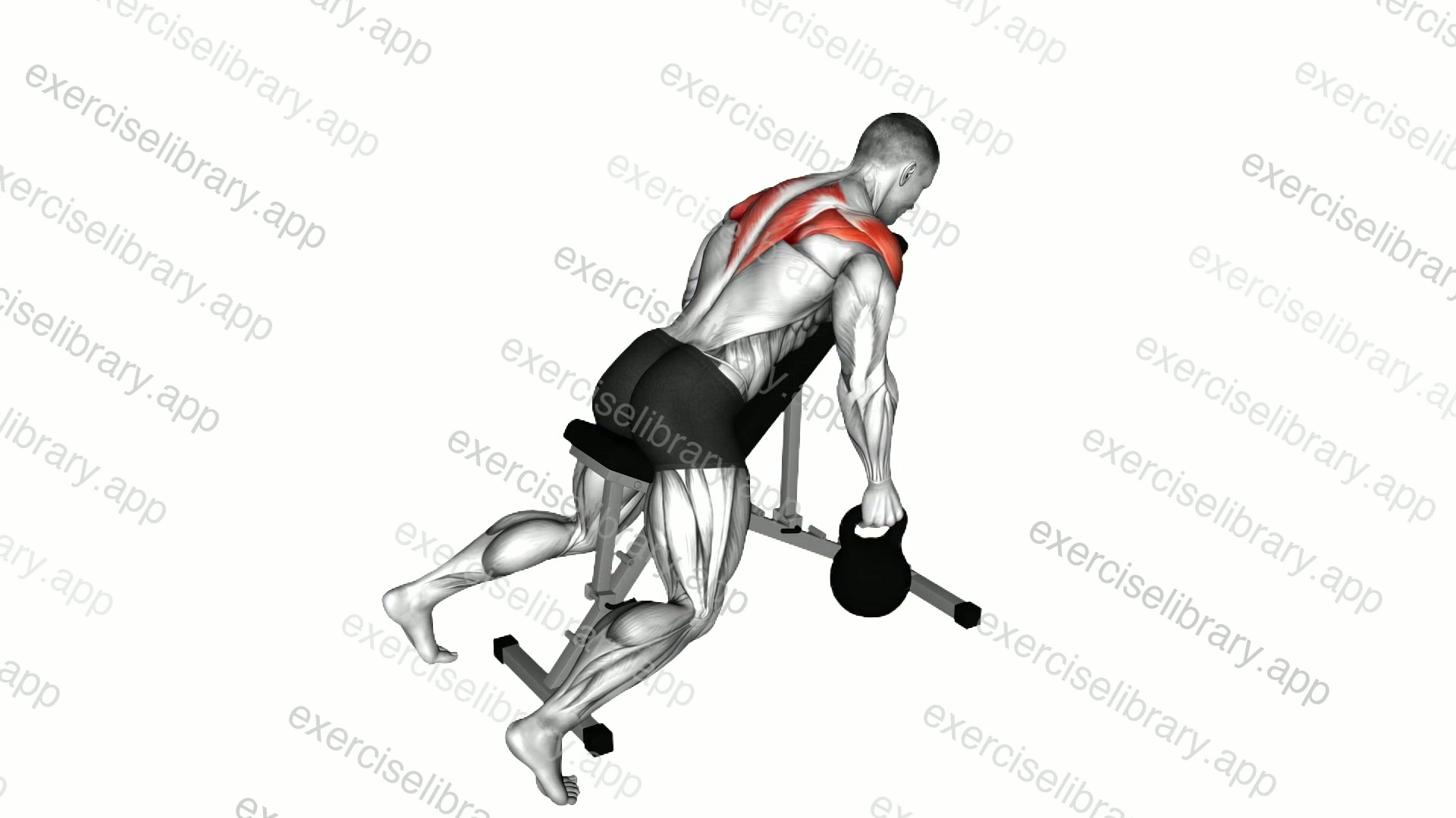 Kettlebell Reverse Fly demonstration