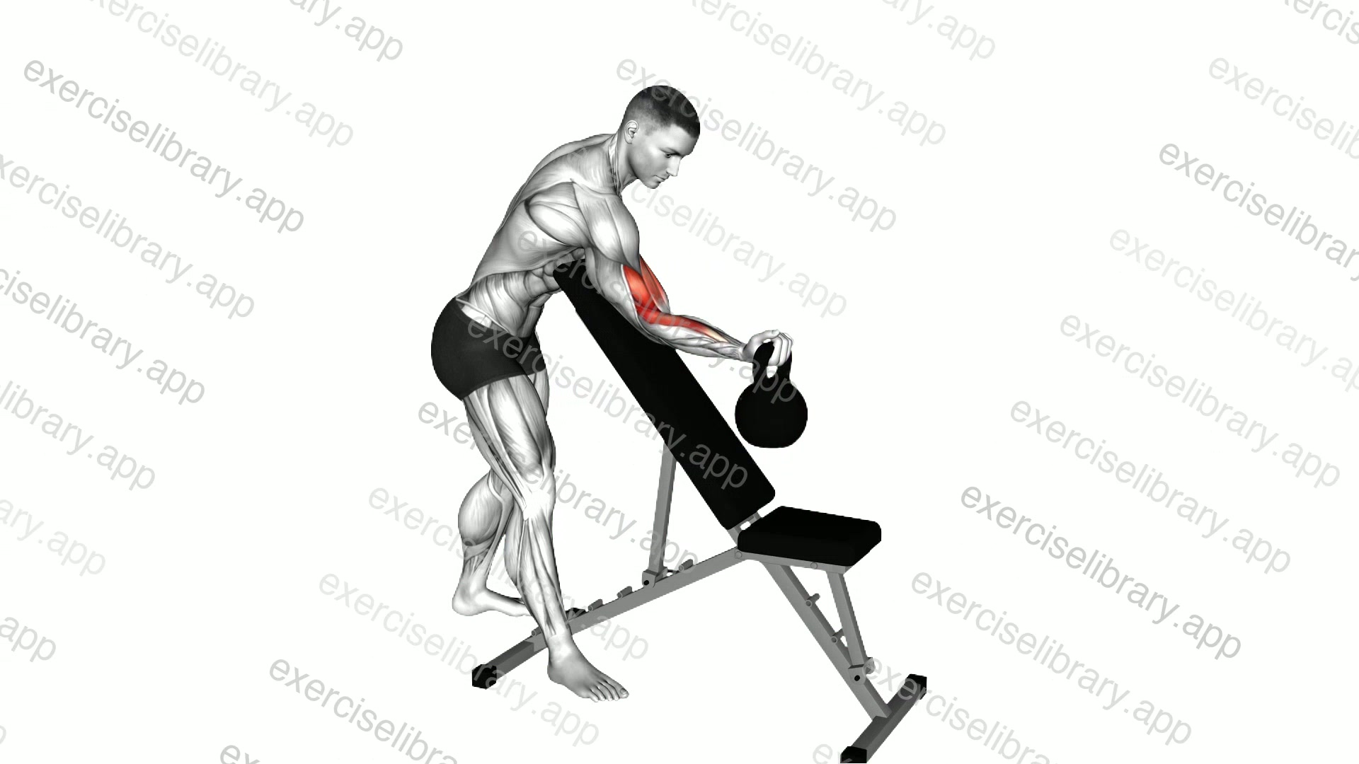 Kettlebell Standing One Arm Curl Over Incline Bench demonstration