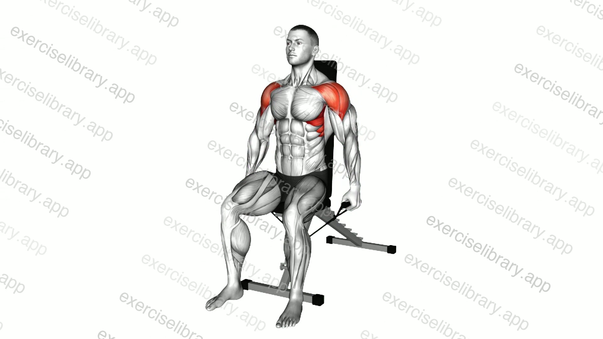 Band Seated Lateral Raise demonstration