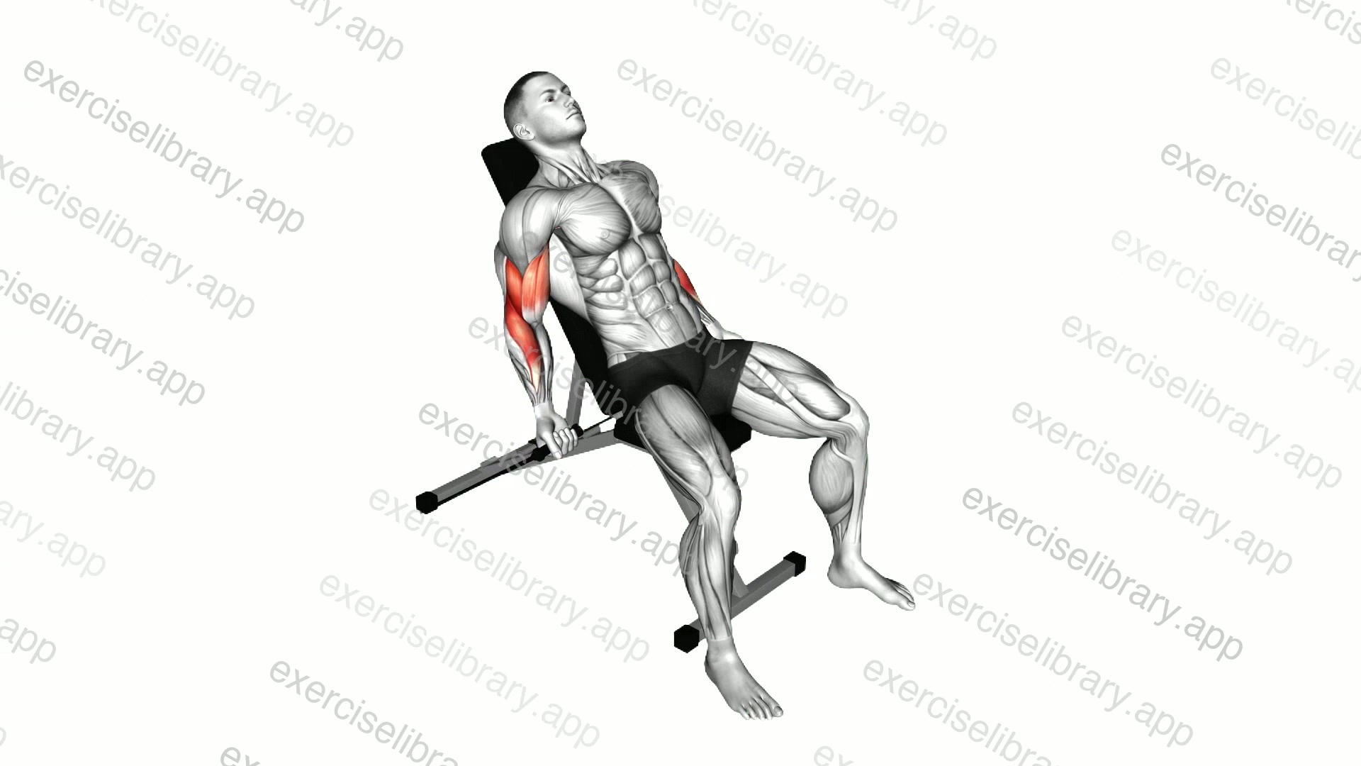 Band Incline Biceps Curl demonstration