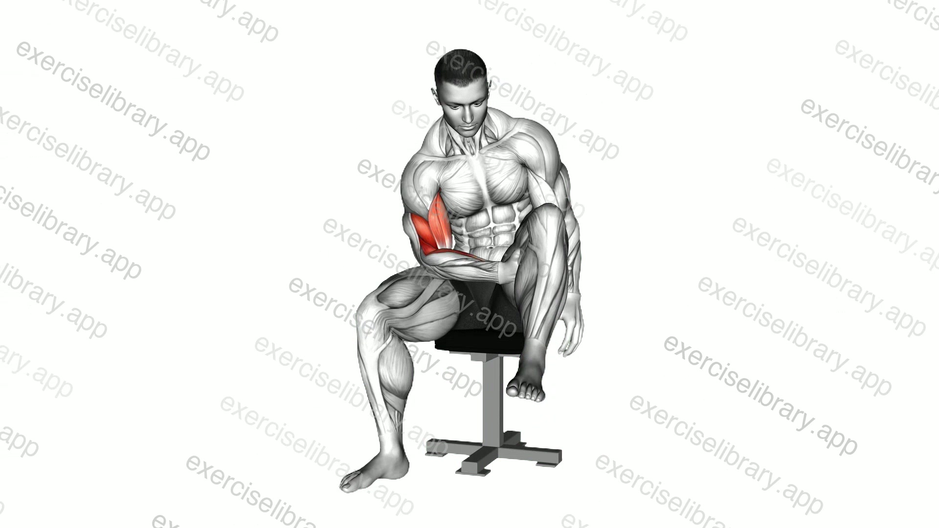 Negative Biceps Leg Concentration Curl demonstration