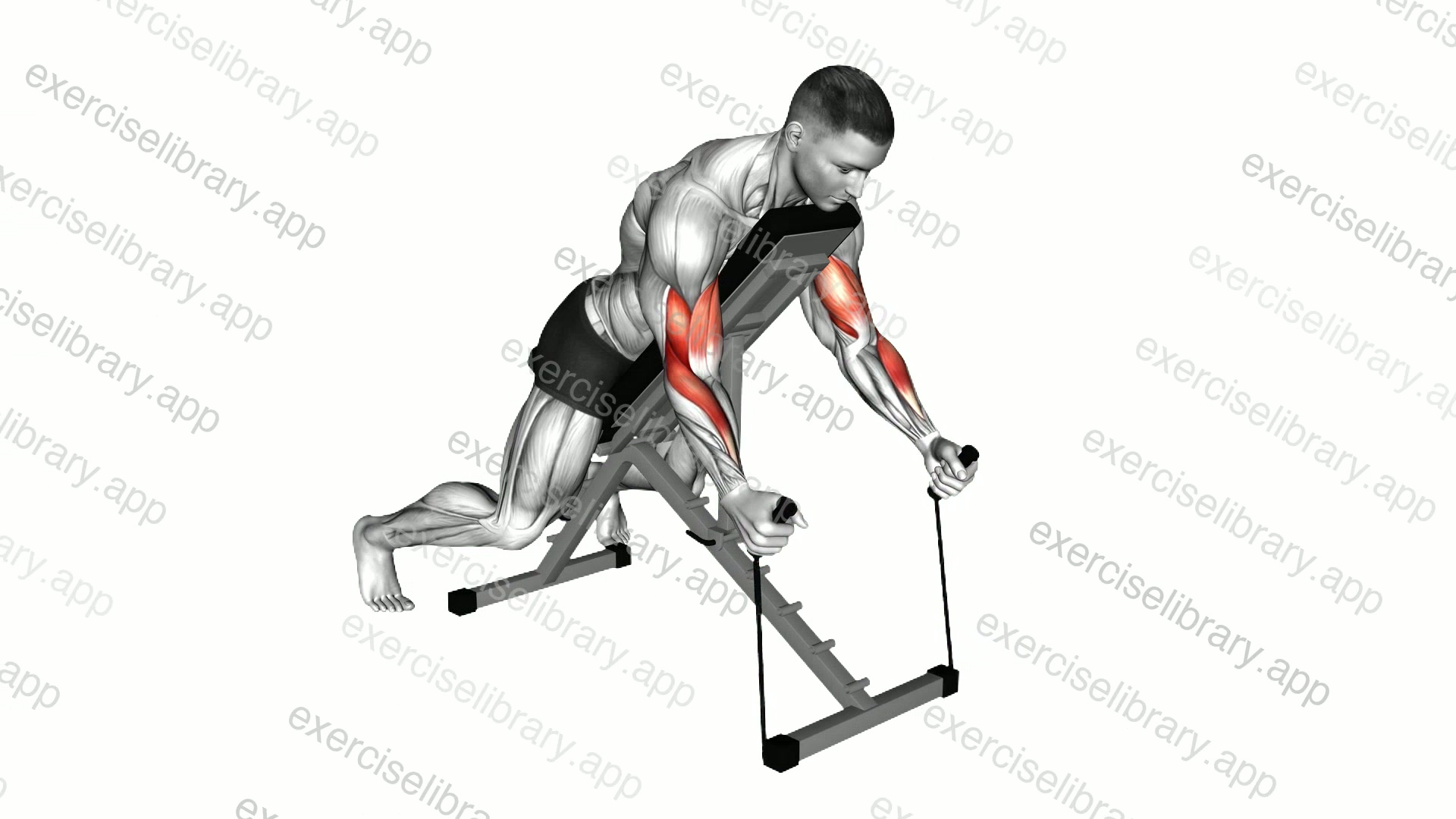 Band Prone Incline Hammer Curl demonstration