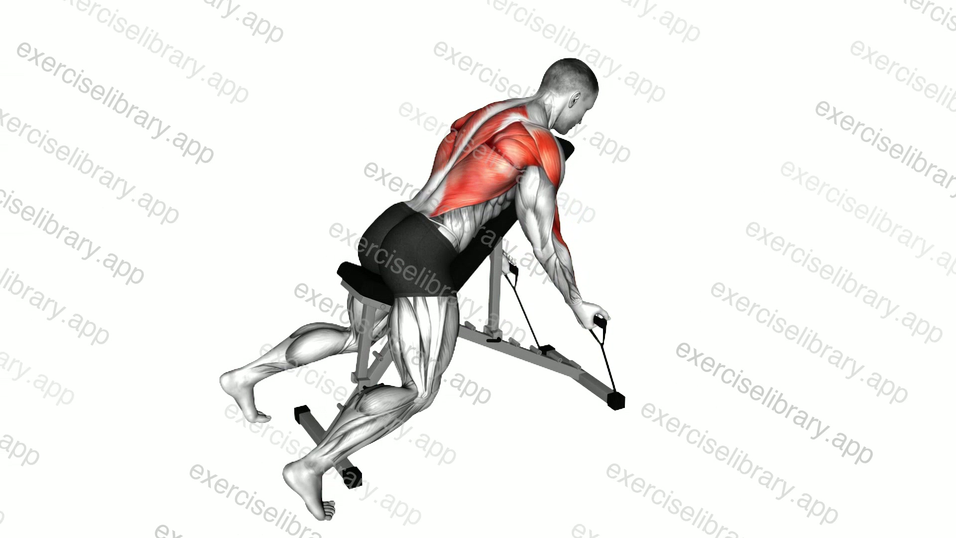 Band Lying Reverse Grip Row demonstration