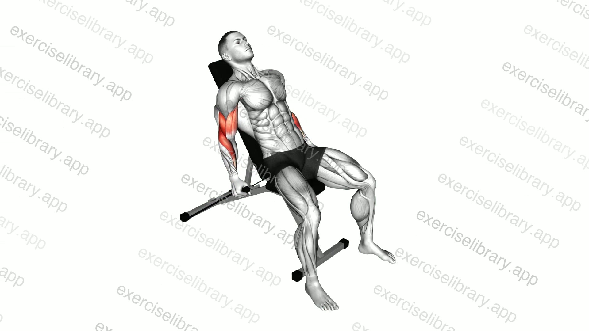 Band Incline Hammer Curl demonstration