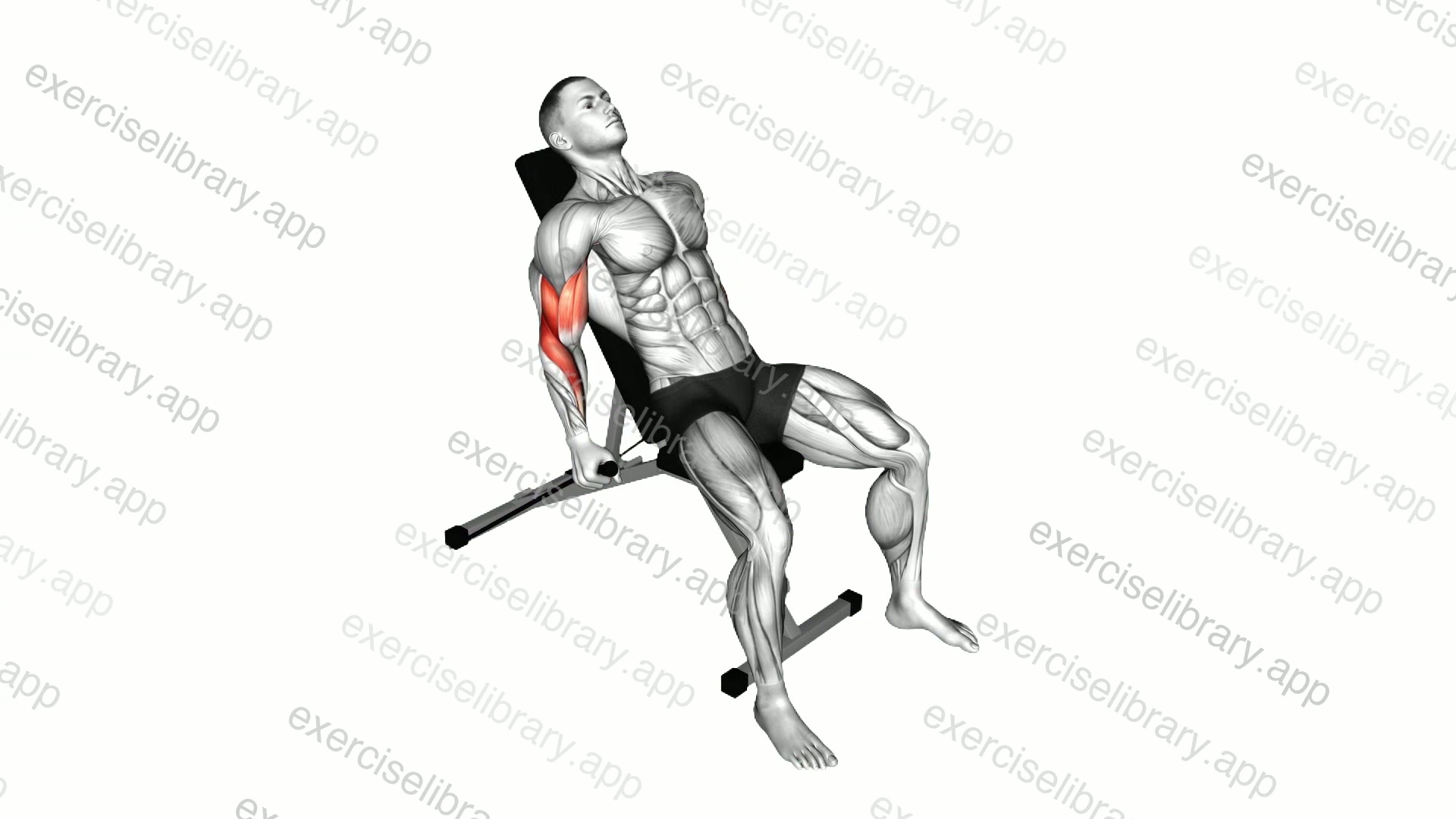 Band Incline Alternate Hammer Curl demonstration