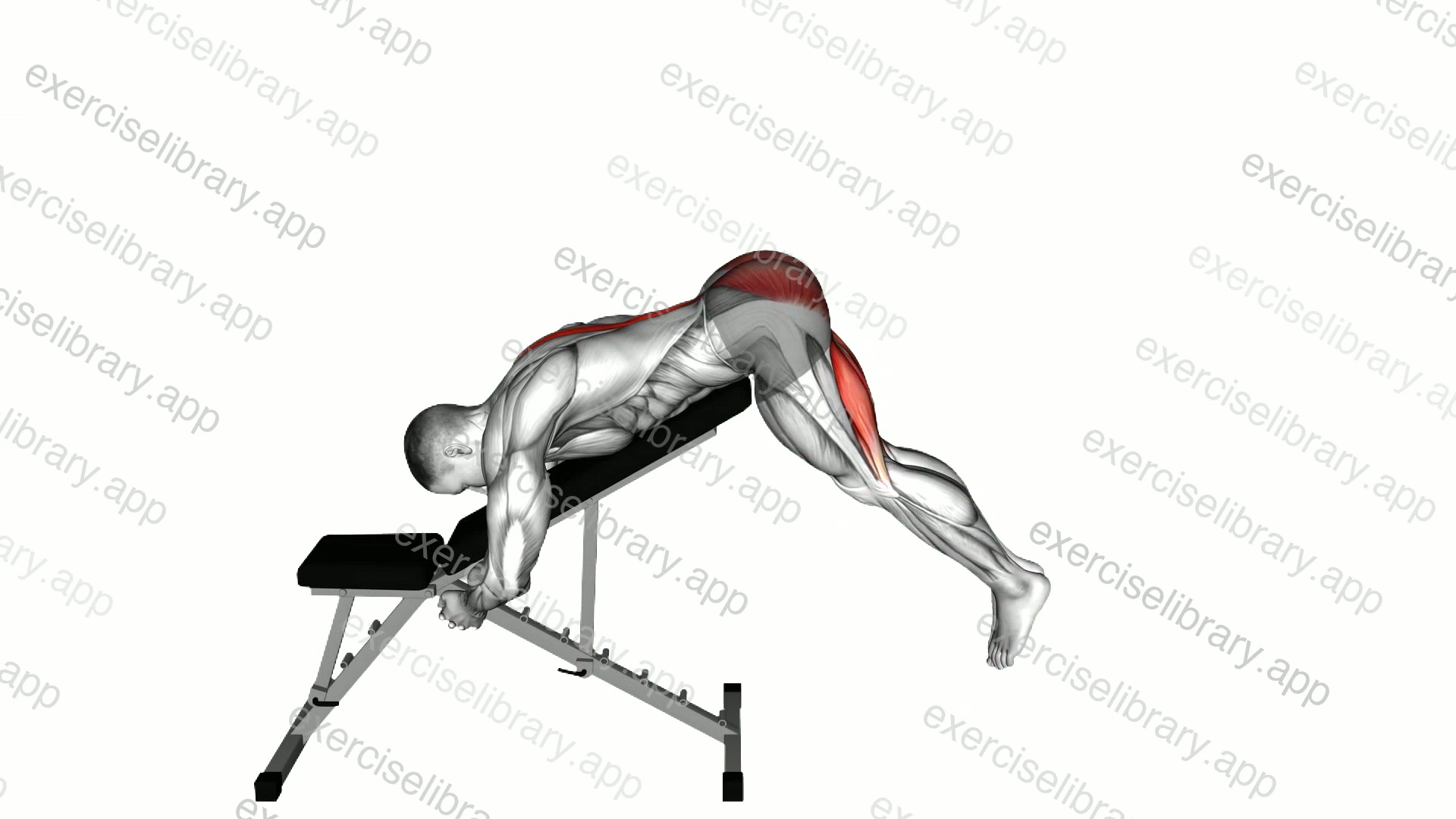 Incline Reverse Hyperextension demonstration