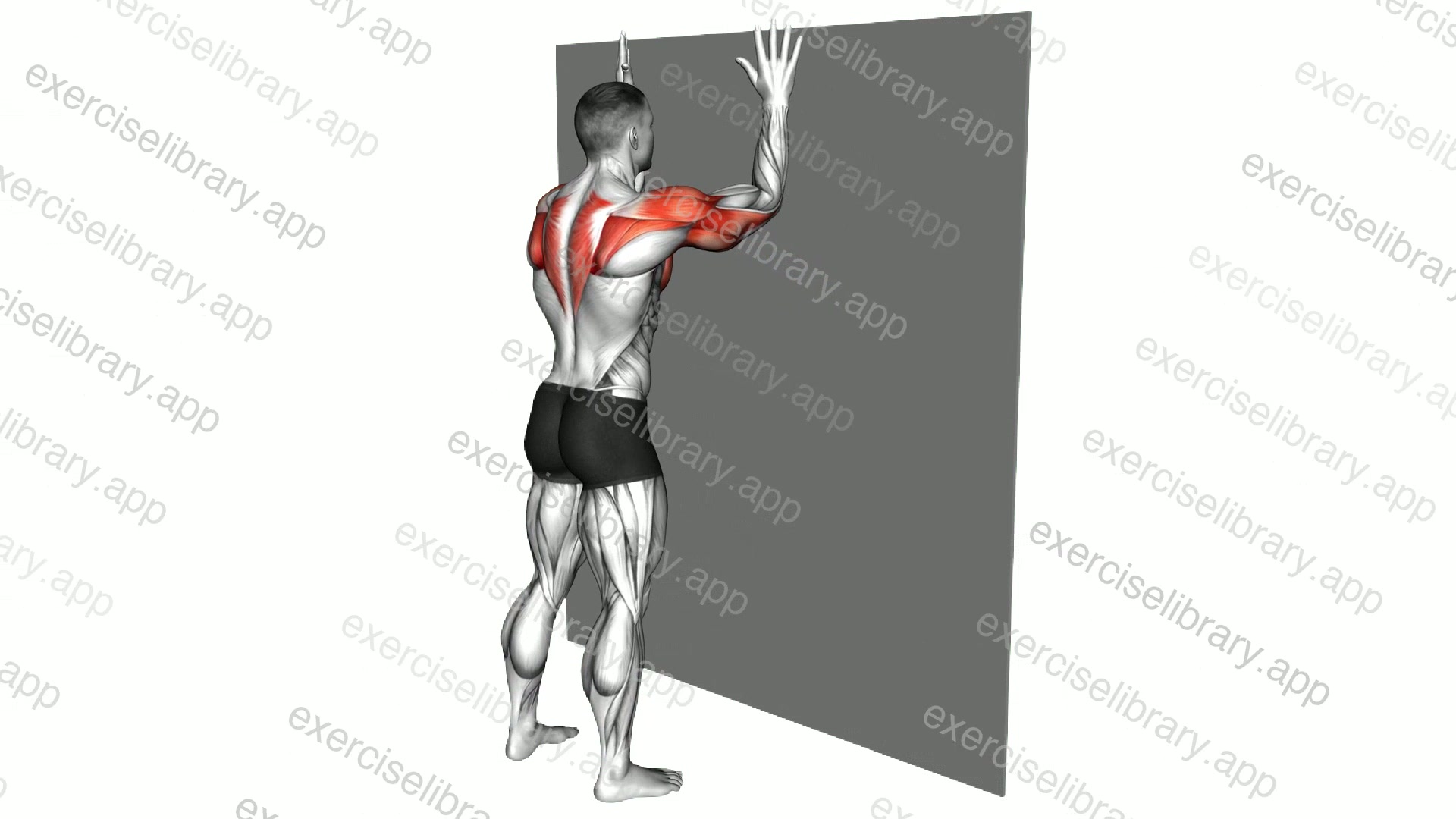 Forearms to Wide Grip Wall Push-up demonstration