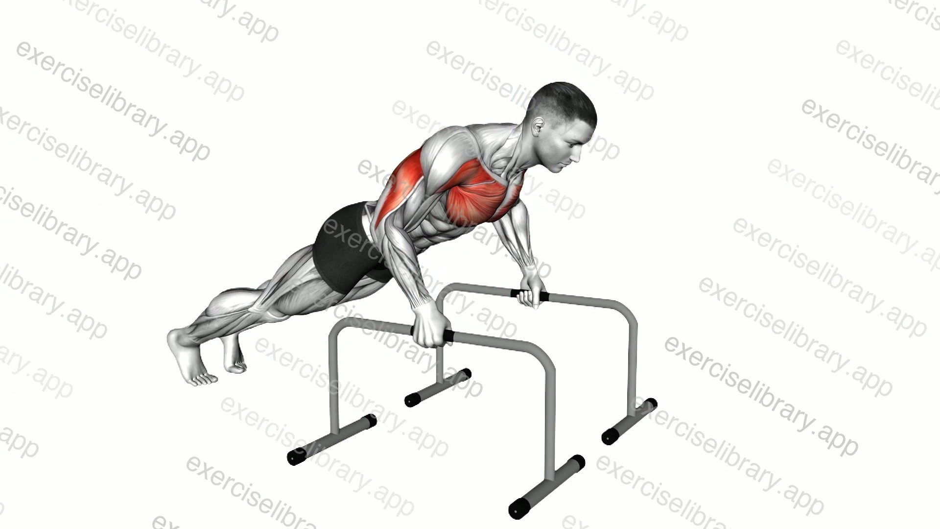 Deep Push-up on Parallel Bars demonstration
