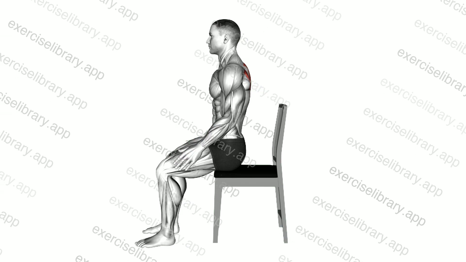Sitting Scapula Adduction demonstration