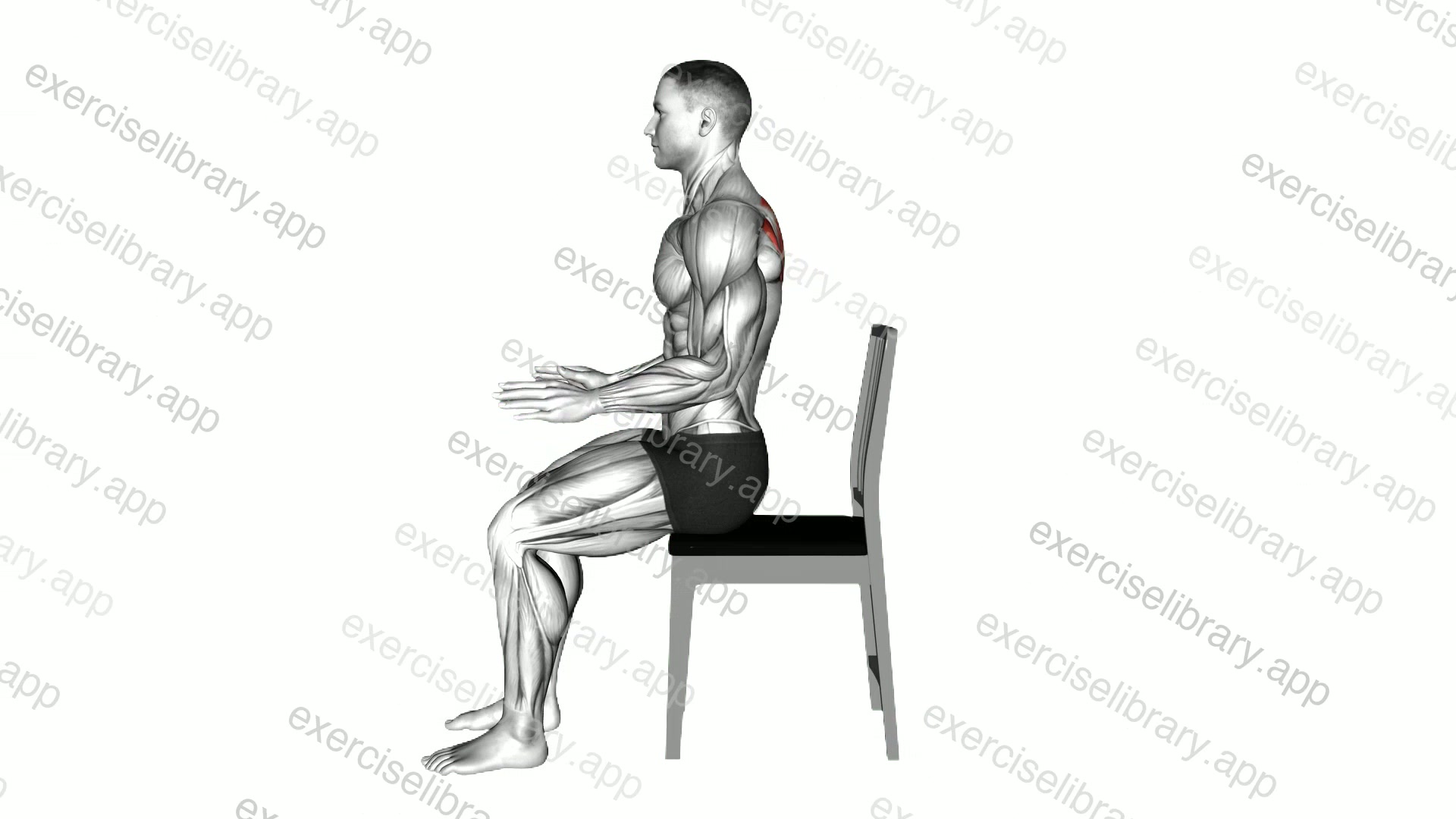 Sitting Scapula Adduction demonstration
