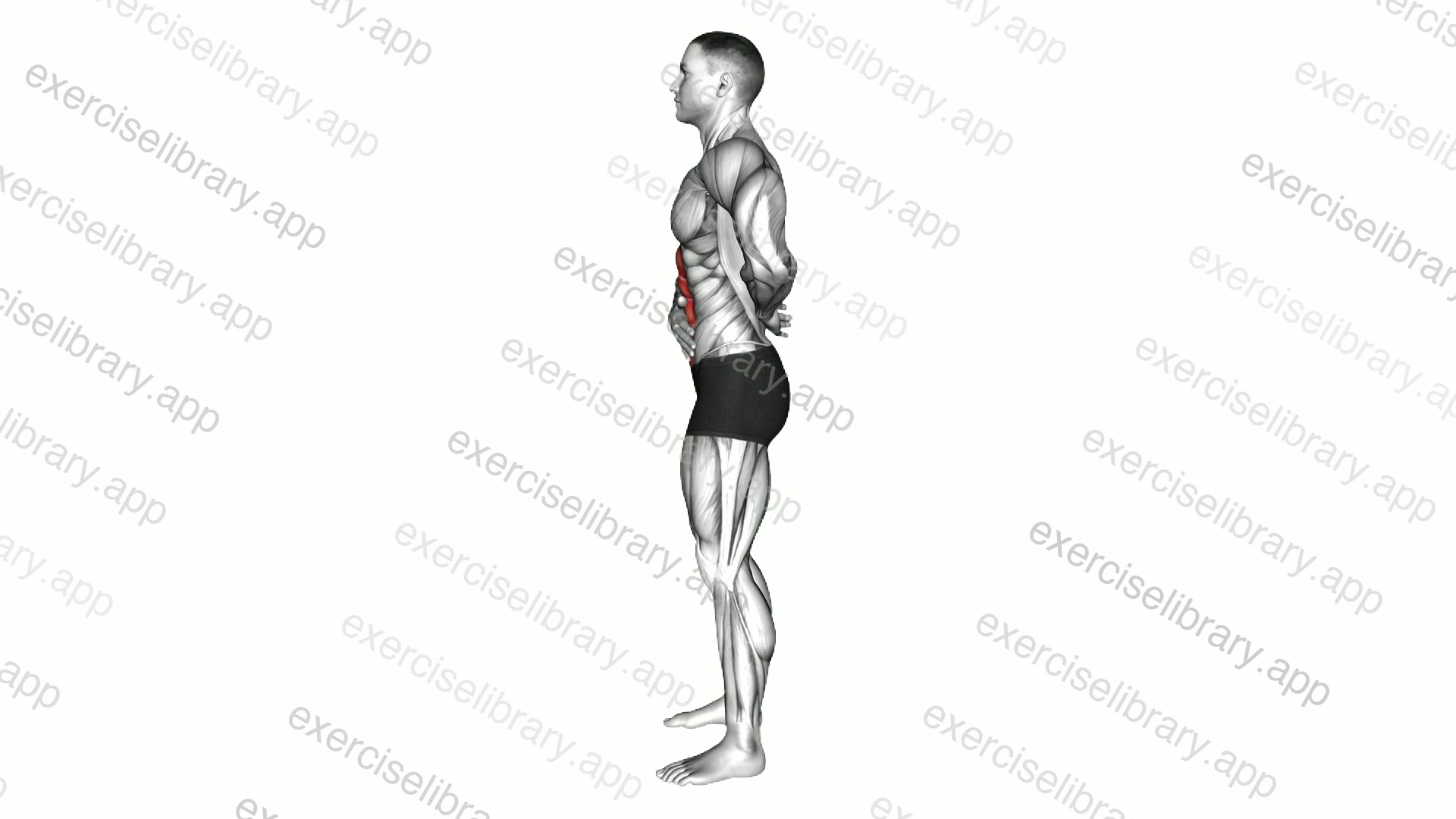 Standing Abdominal Vacuum demonstration