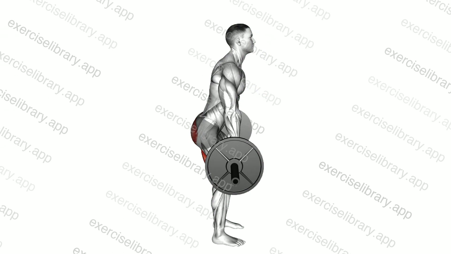 Barbell Dimel Deadlift demonstration