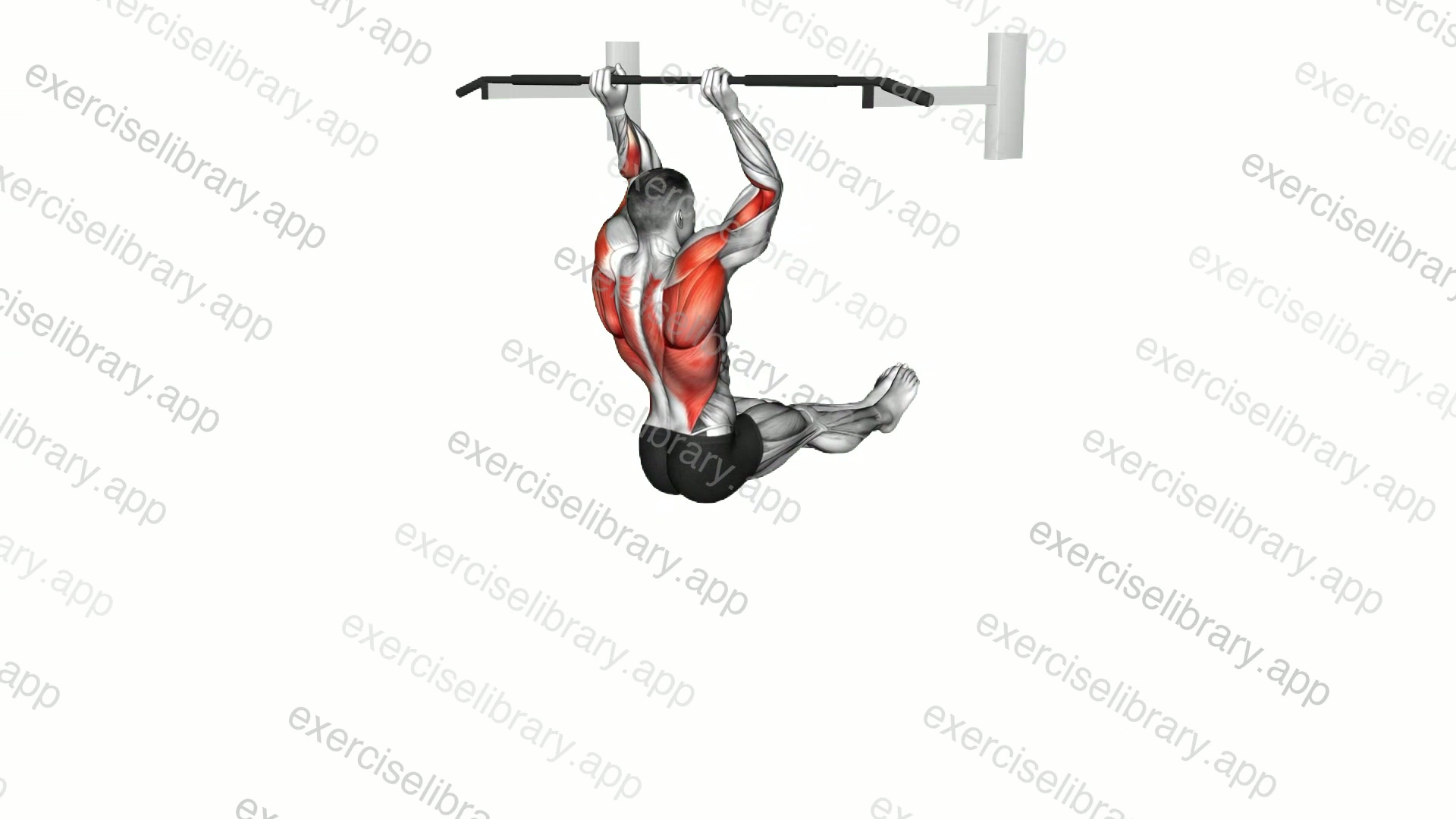 L Sit Pull-up demonstration
