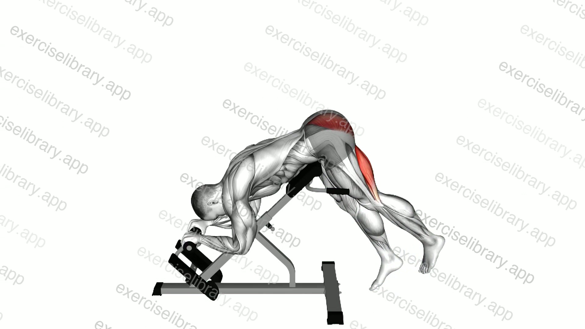 45 degrees Single Leg Reverse Hyperextension demonstration