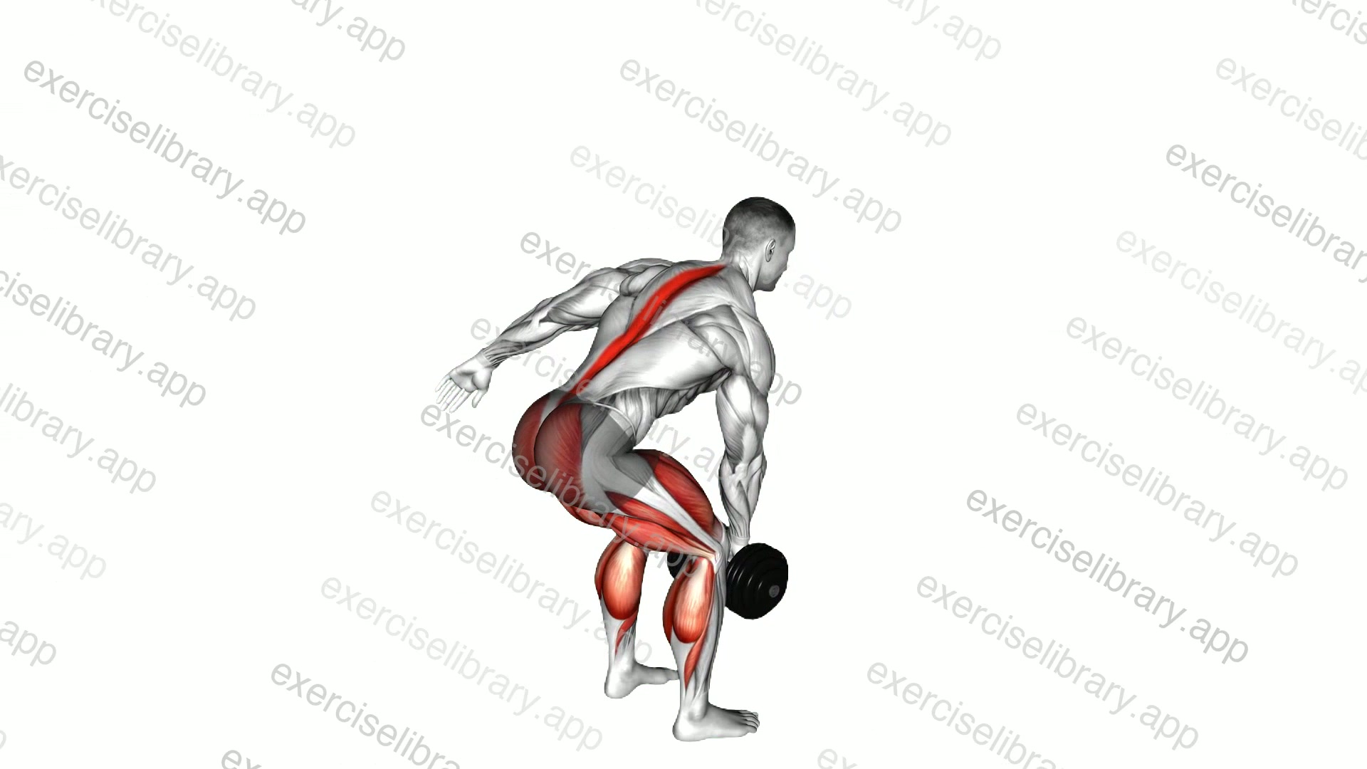 Dumbbell Single Arm Deadlift demonstration