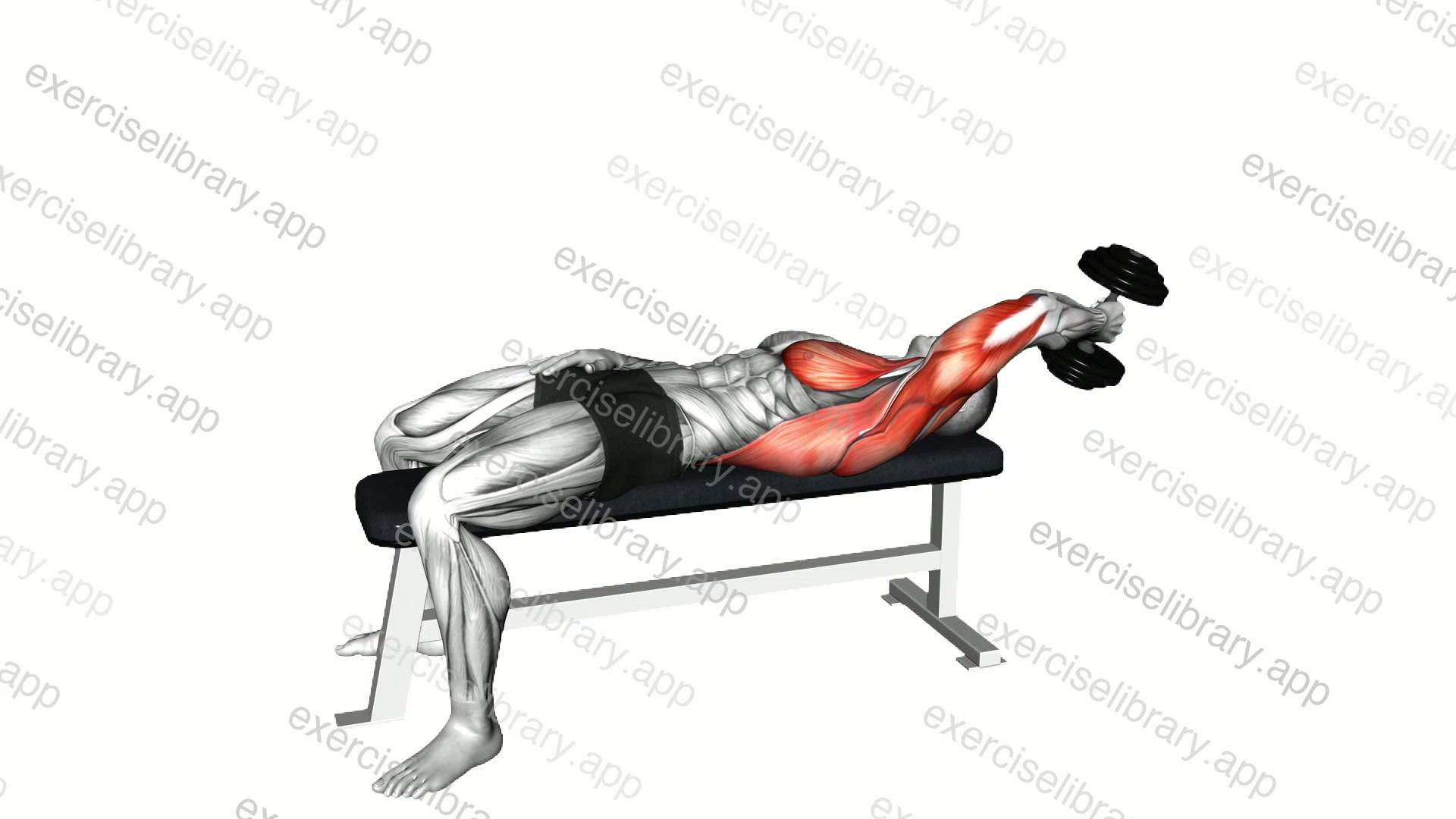 Dumbbell Single Arms Pullover demonstration