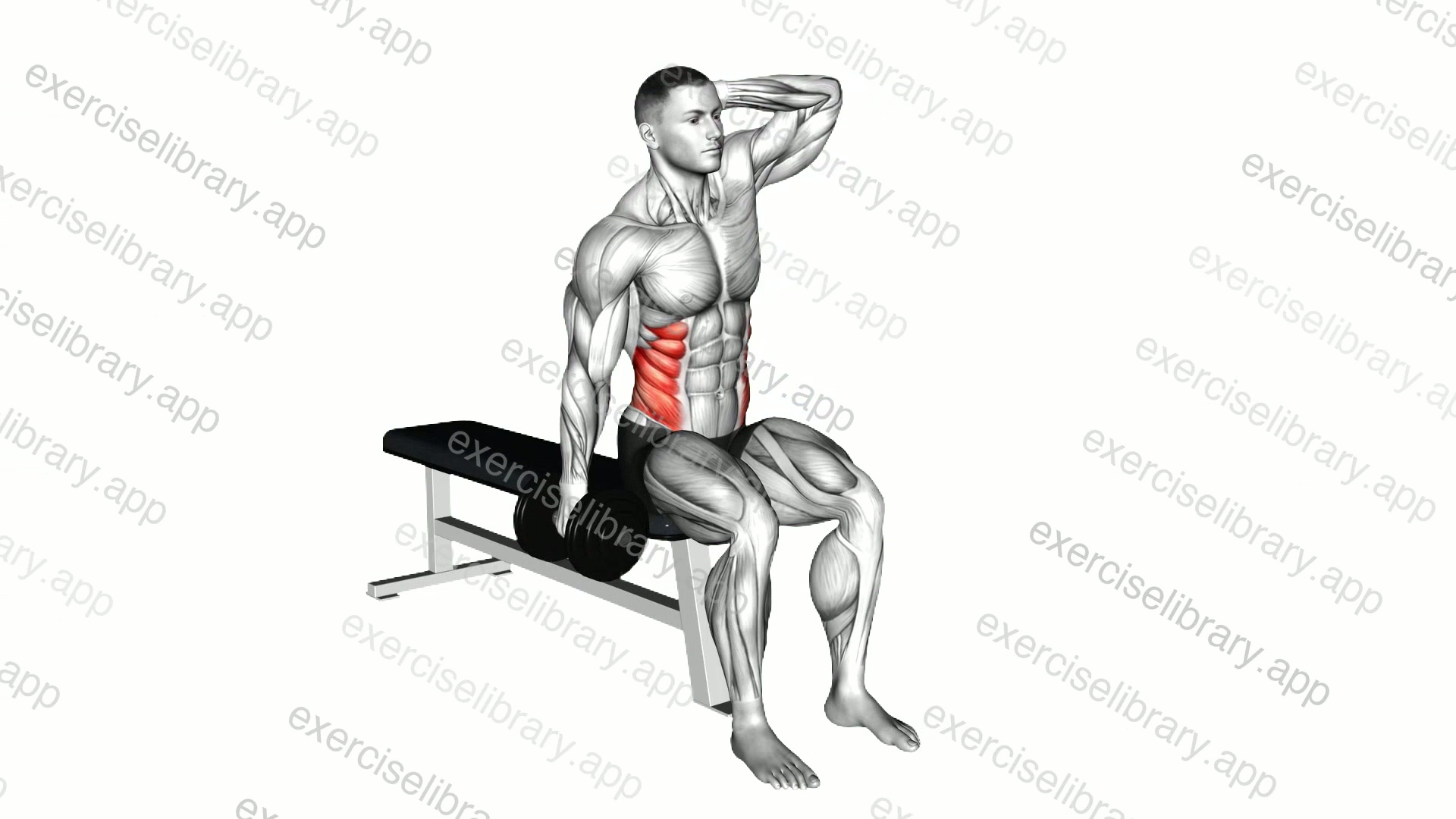 Dumbbell Seated Side Bend demonstration