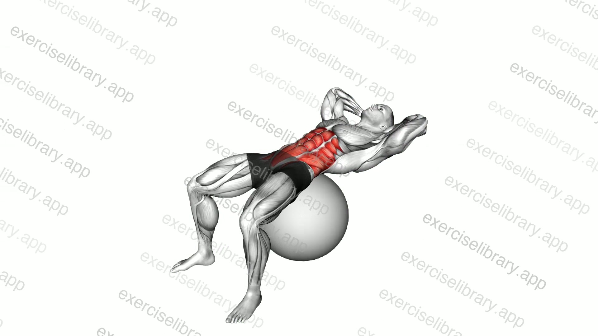 Sit-up on stability ball demonstration