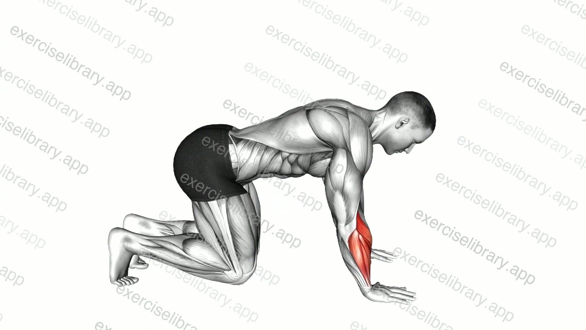 Kneeling Forward Palm Nudges demonstration