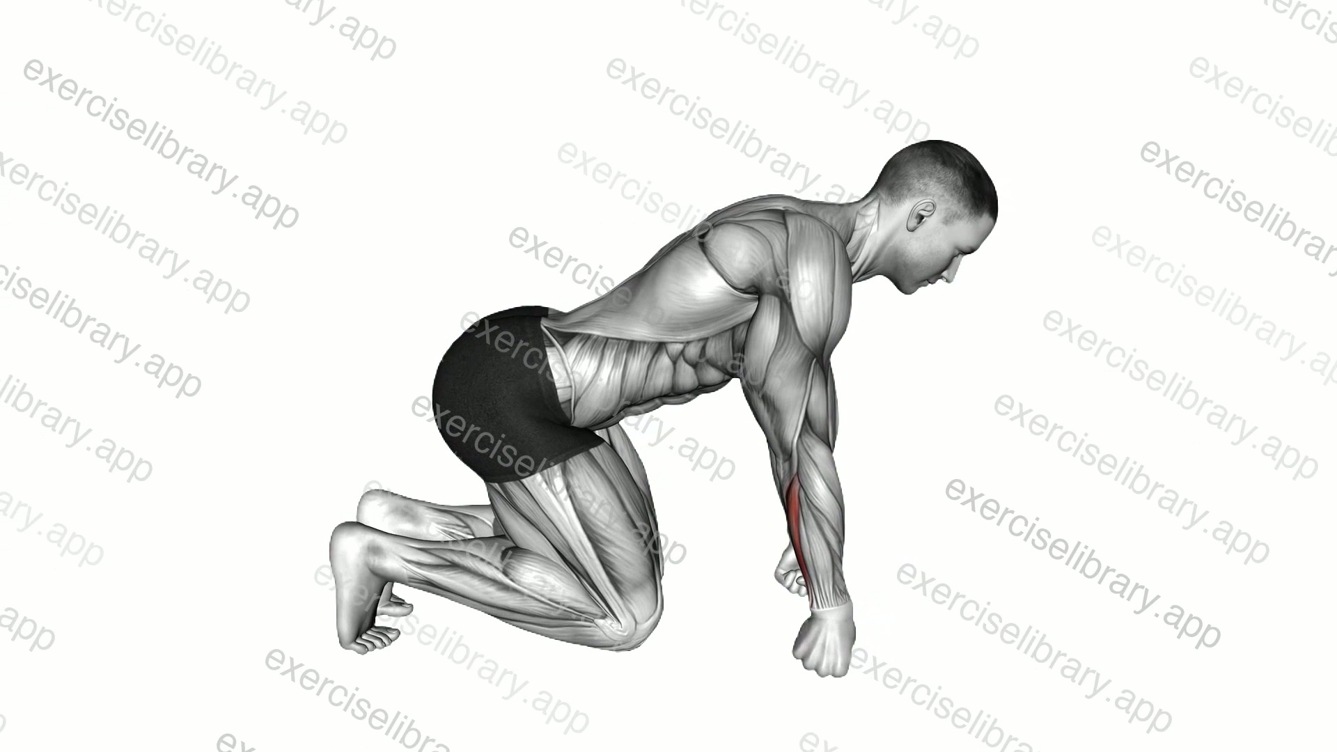 Kneeling Fist Roll demonstration