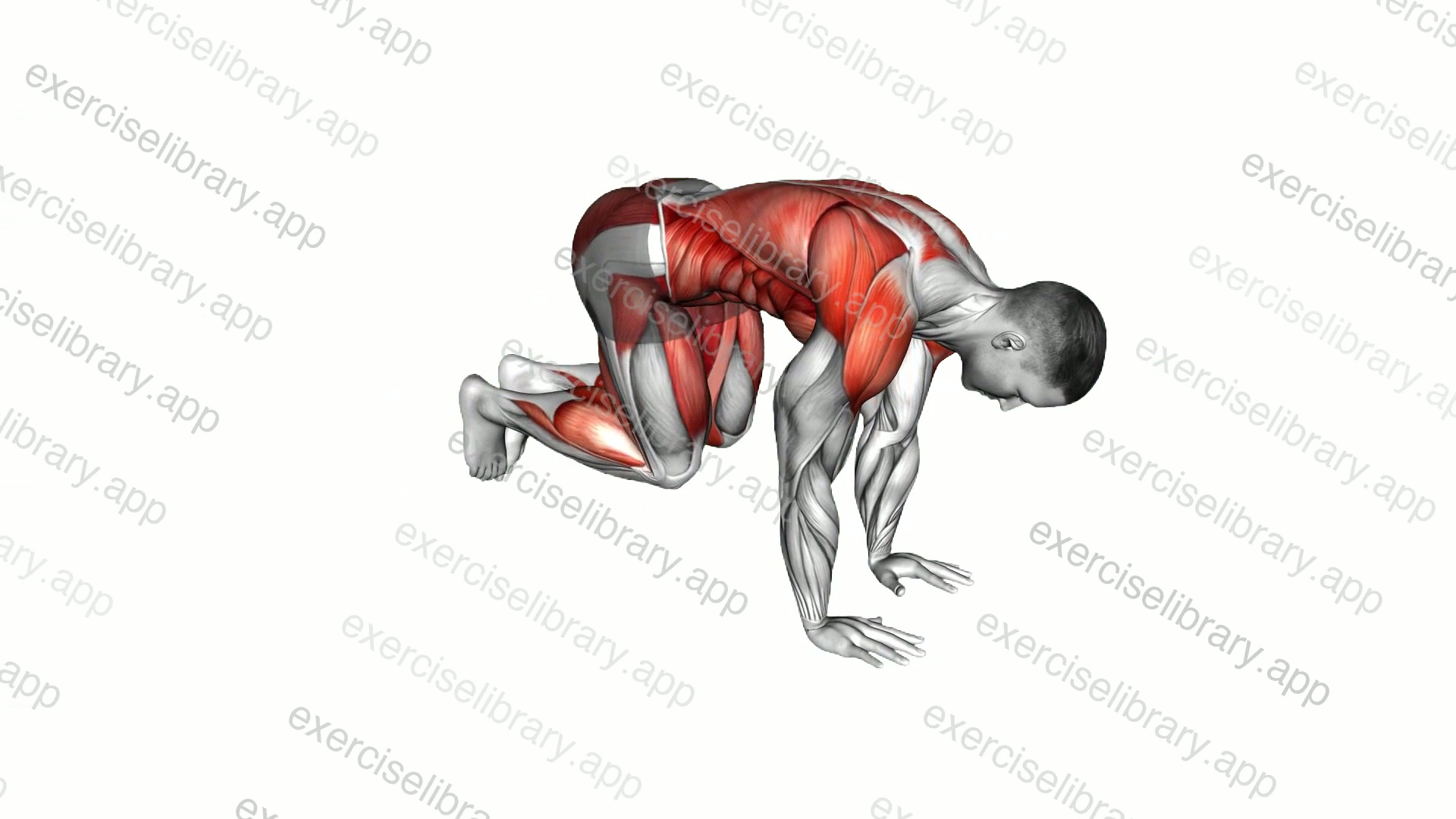 Plank 3 Point Hops demonstration