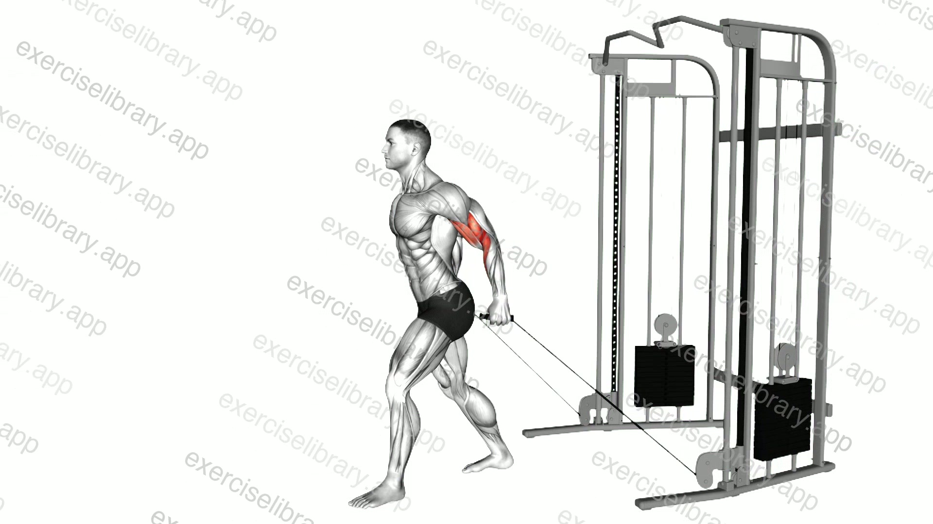 Cable Neutral Grip Biceps Curl demonstration