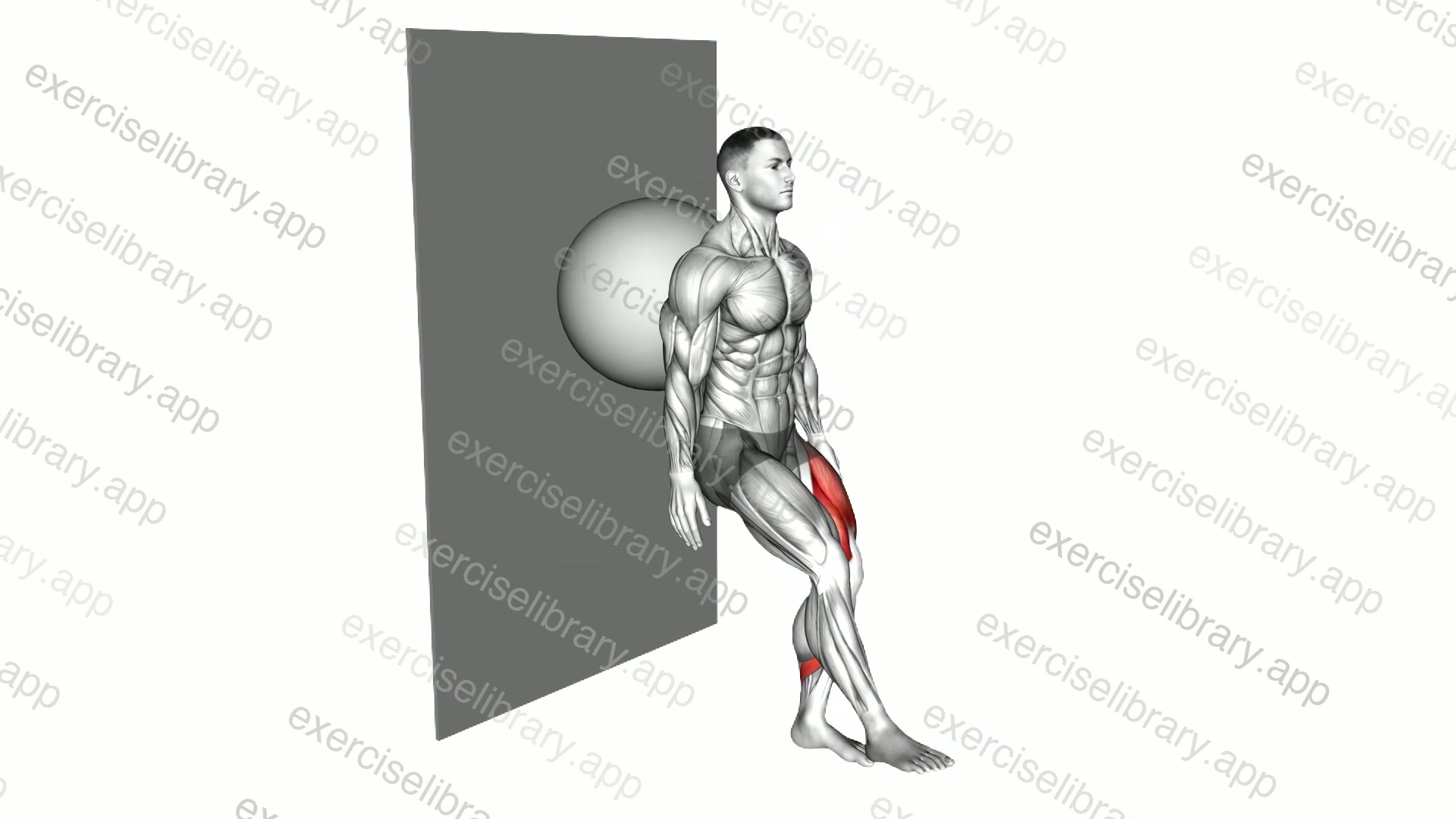 Stability Ball Single Leg Squat demonstration