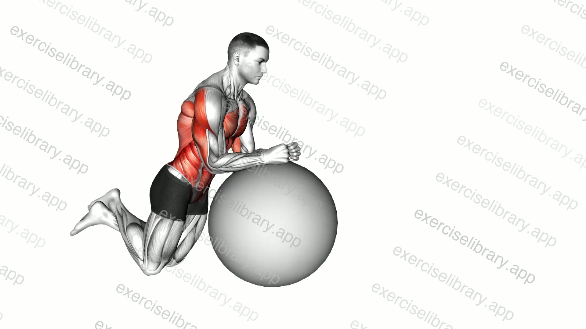 Stability Ball Rollout on Knees demonstration