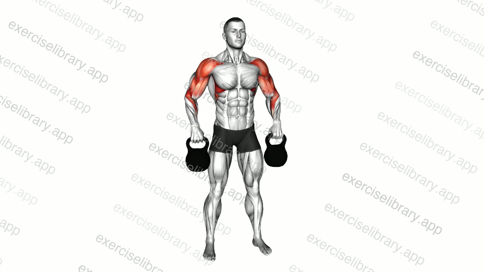 Kettlebell Wide Upright Row demonstration